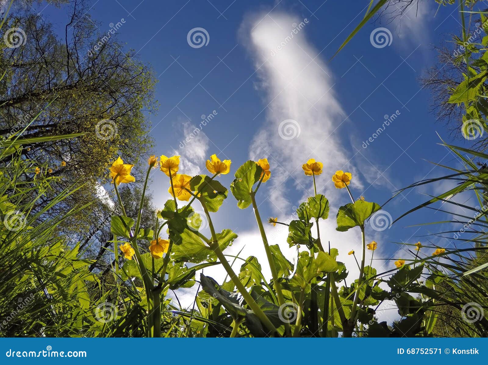 Globe Flower Blooms on a Bright Blue Sky Background Stock Image Image
