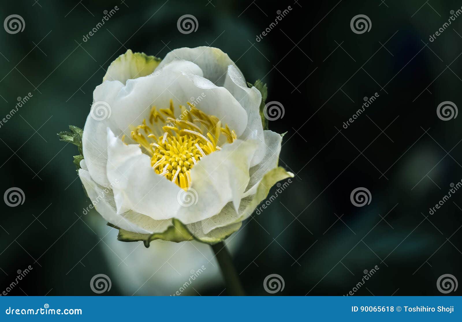 Globe flower `New Moon` stock photo. Image of flowers 90065618