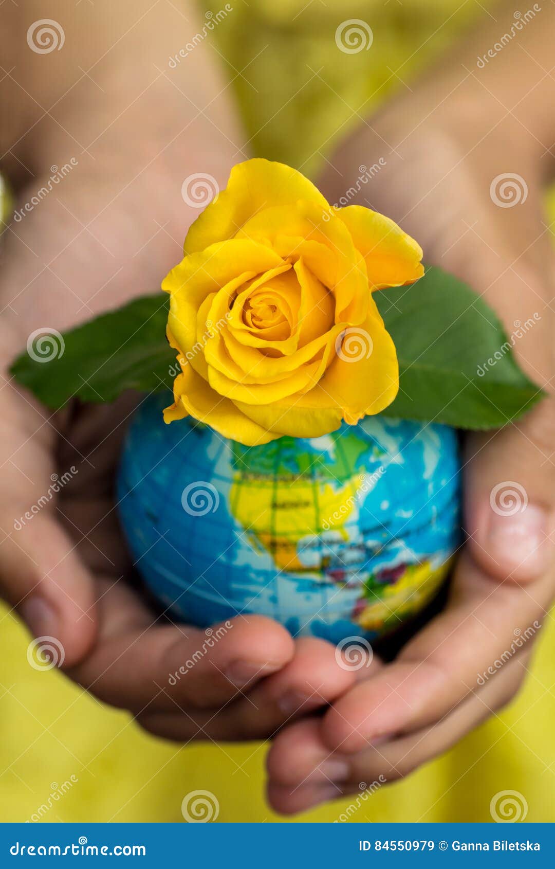 Globe in Hand with Yellow Rose Blooming. Stock Image Image of germ, yellow 84550979