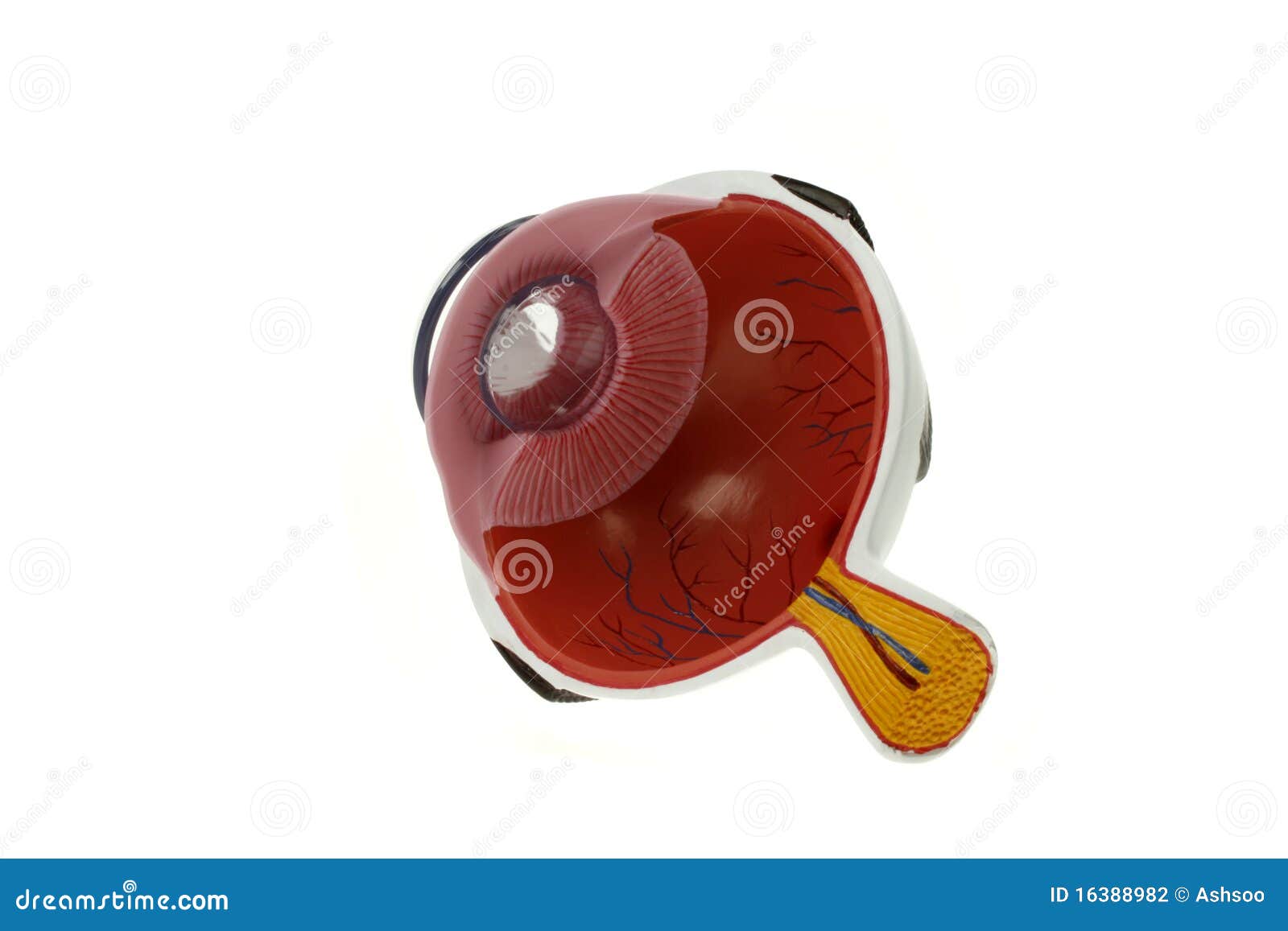 Globe Oculaire Section Transversale Photo stock Image du eyeball