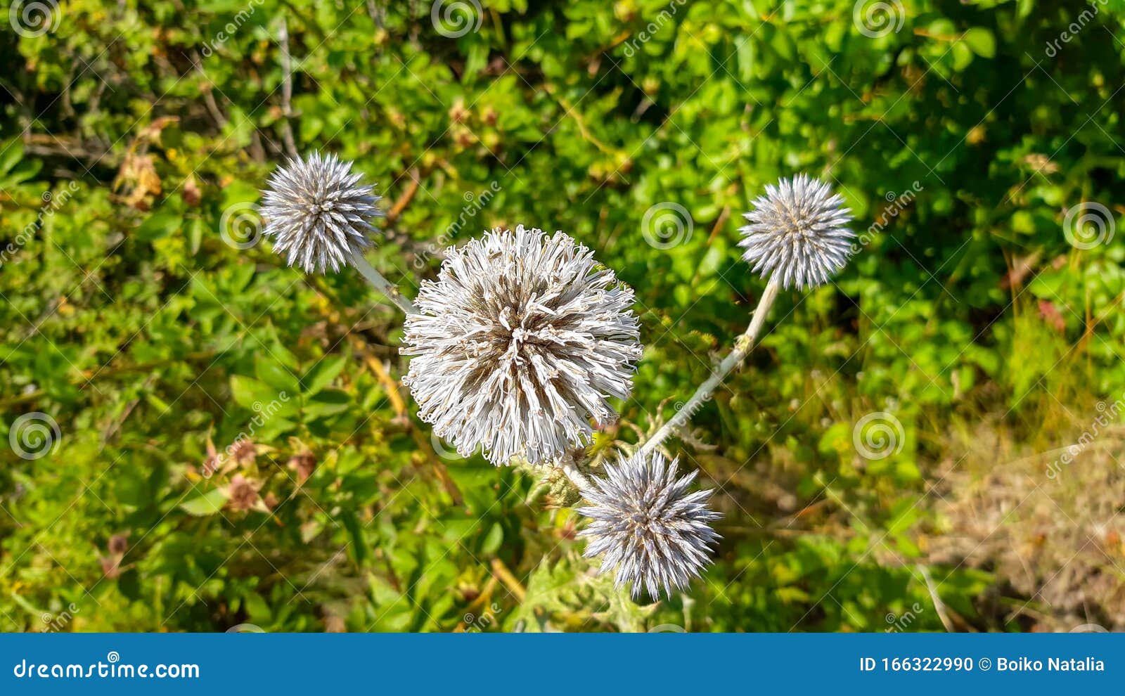 Globe thistle Echinops membro della famiglia Aster