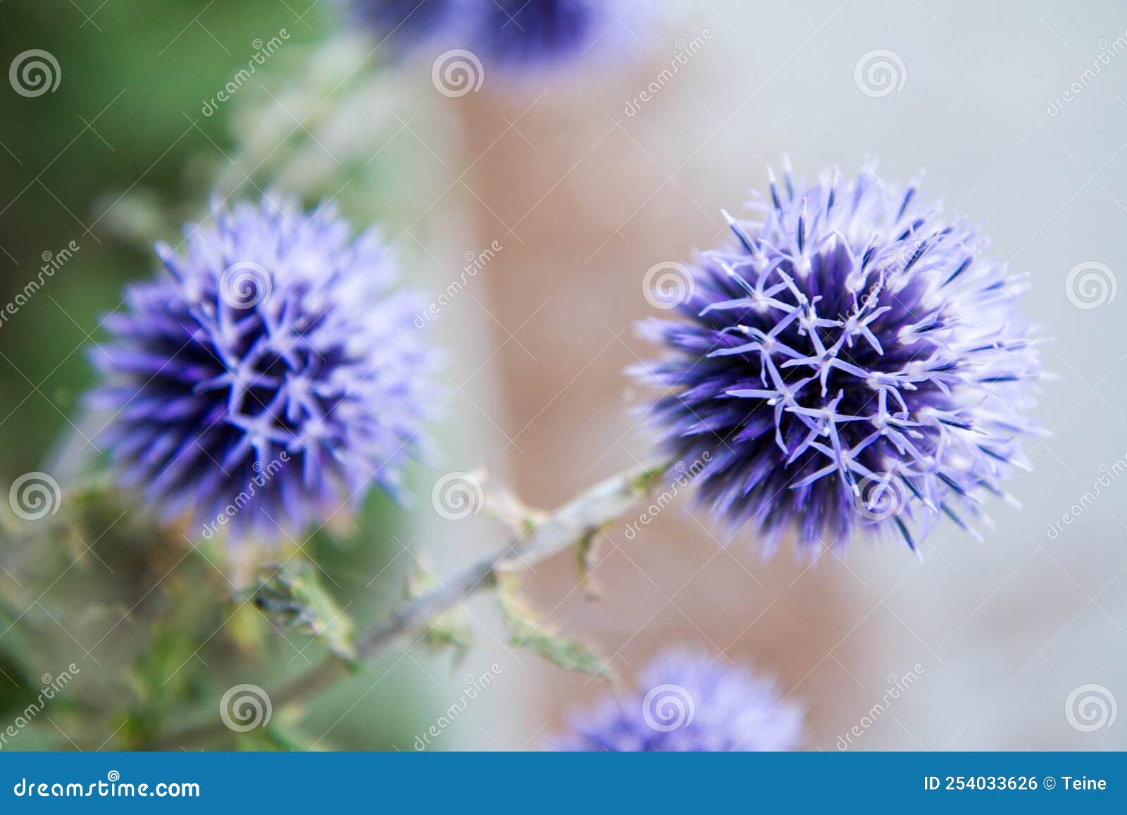 The Globe Thistles Echinops Stock Photo Image of honey, ecosystem