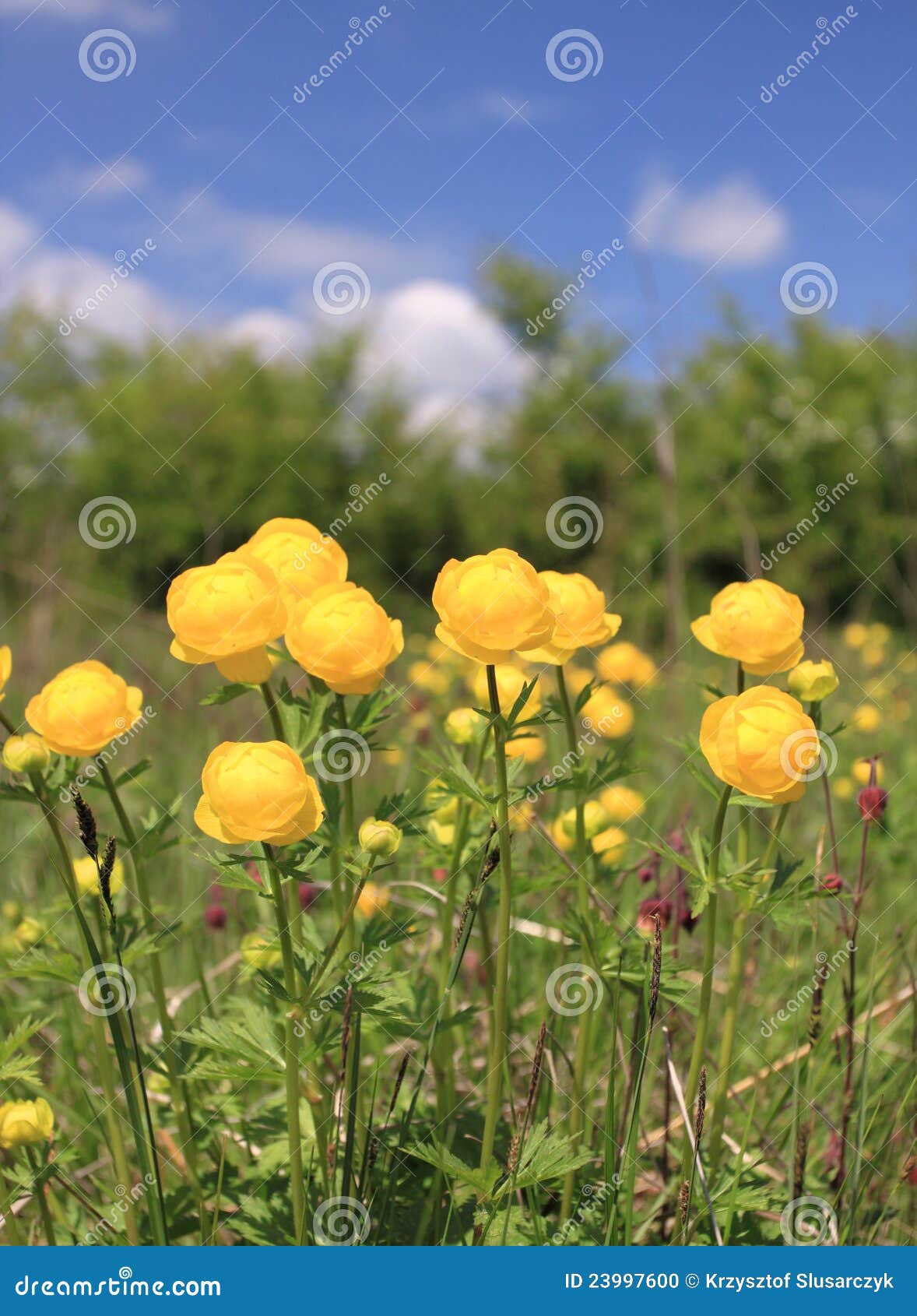 Globeflower stock photo. Image of bloom, countryside 23997600