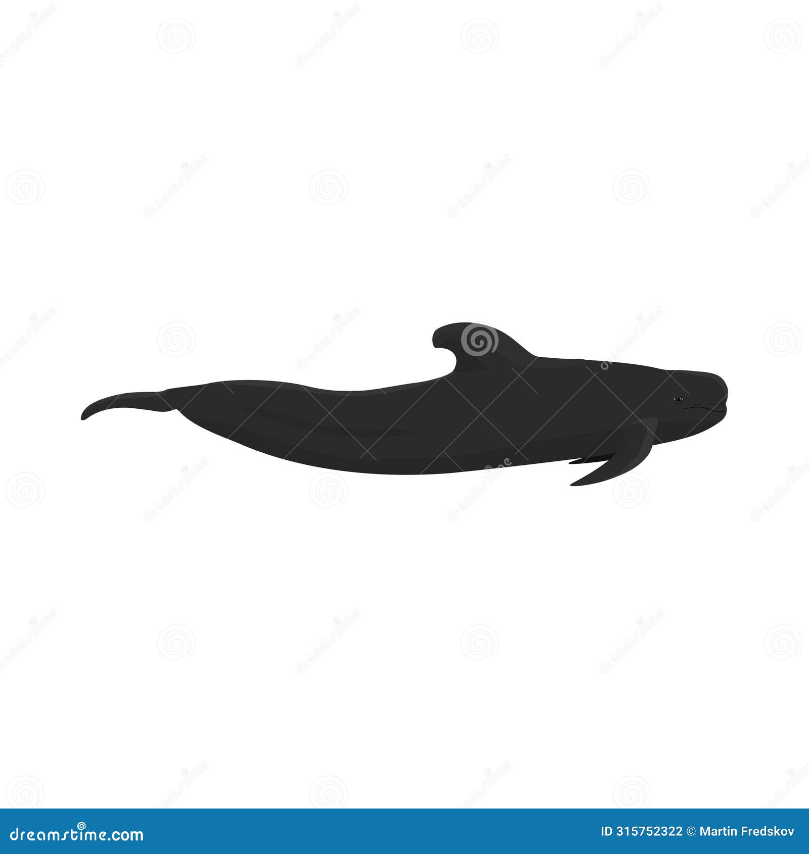 globicephala macrorhynchus - short-finned pilot whale - lateral view
