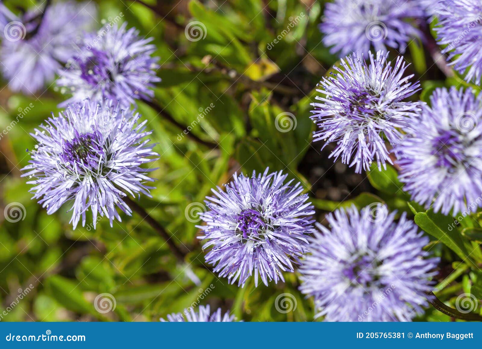 globularia cordifolia