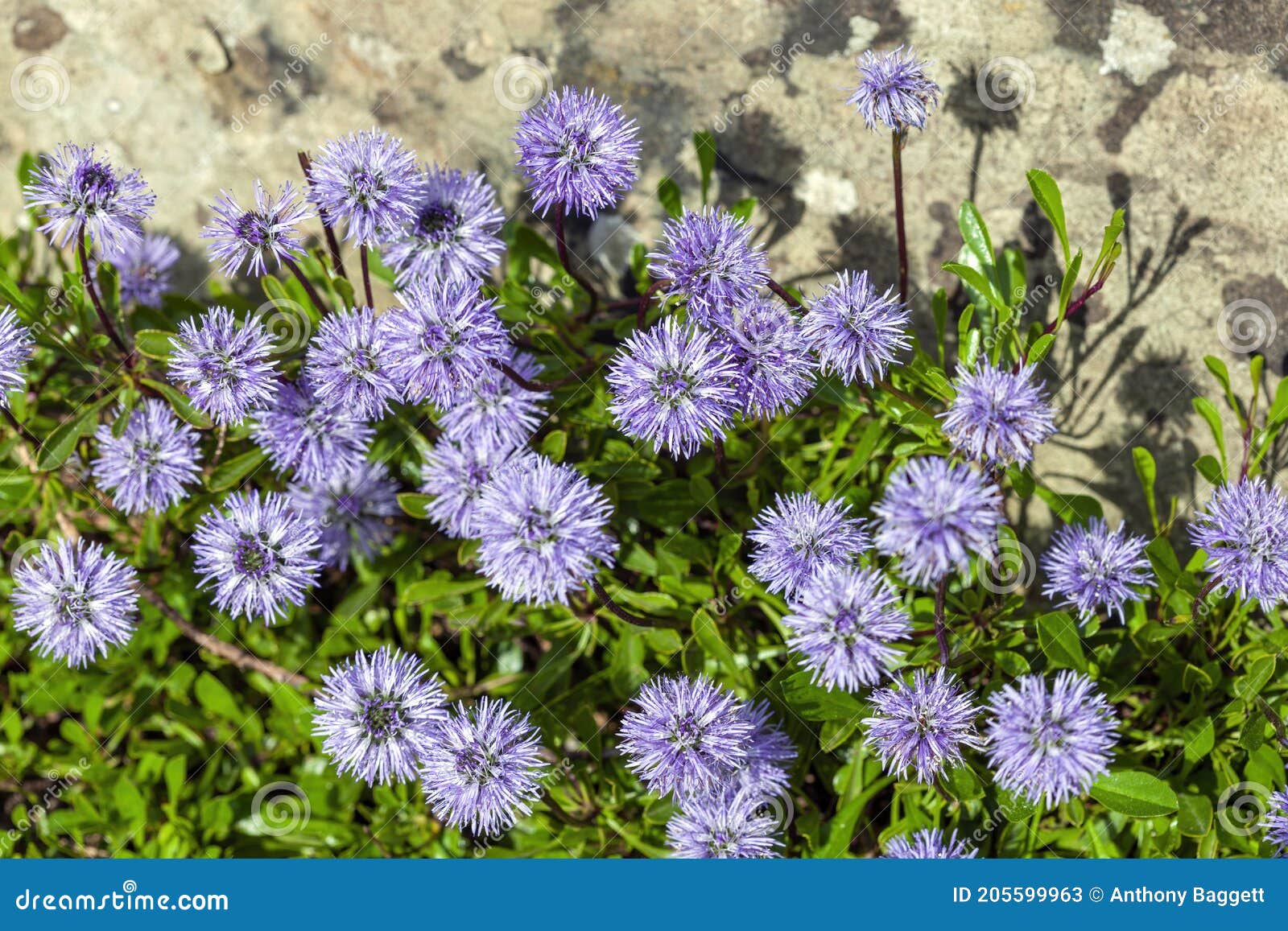 globularia cordifolia