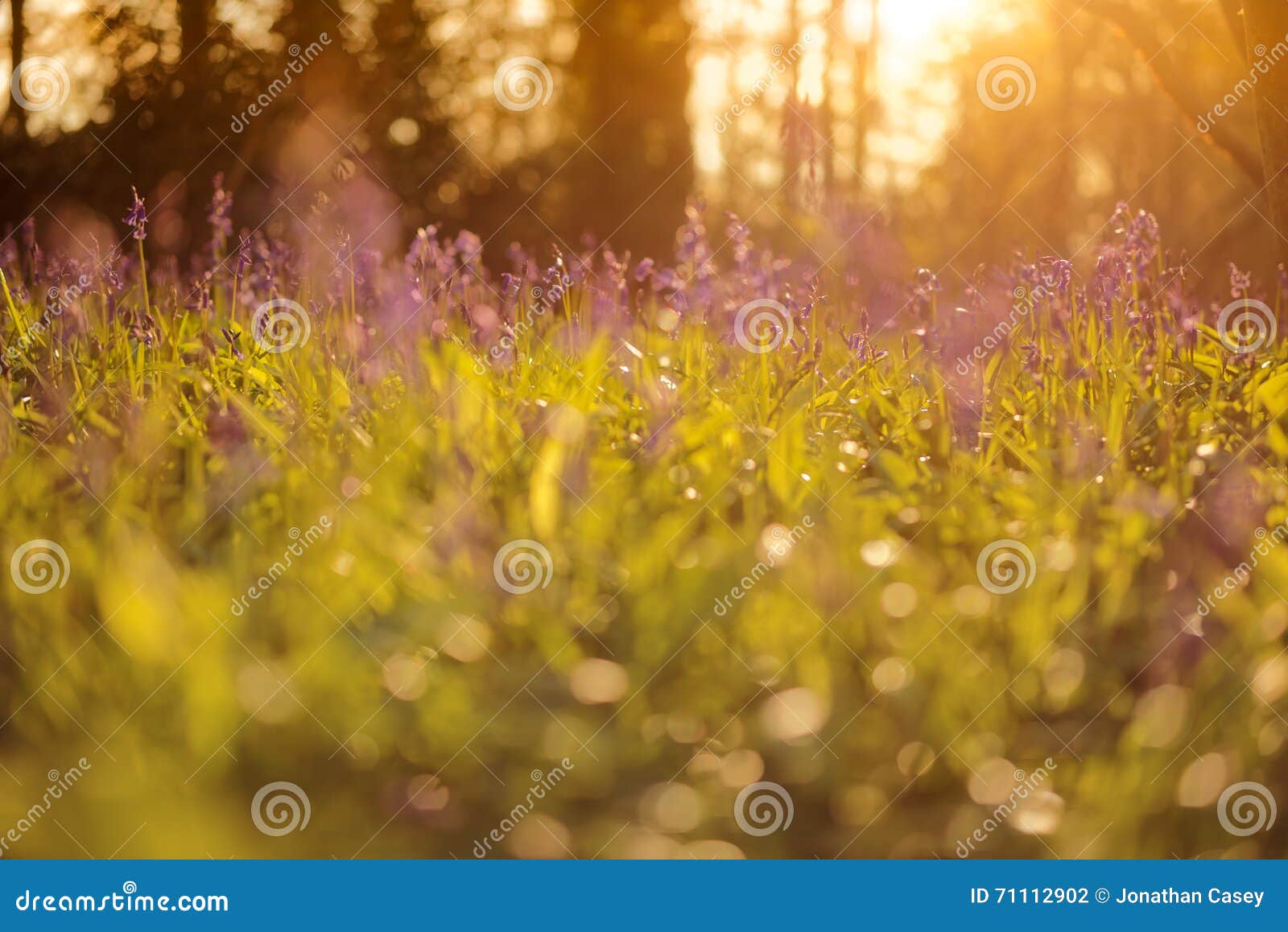 Glockenblumen im Holz bei Sonnenuntergang. Eine hübsche Masse von Glockenblumen in einem Holz im April Die Sonne stellt hinter die Bäume ein, die für drastische Beleuchtung machen