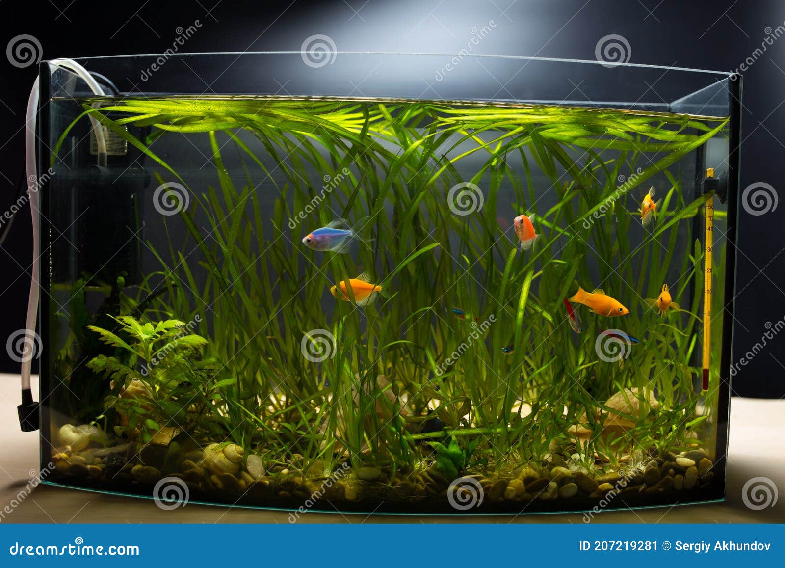 Glofish in Aquarium. Little Aquarium on Black Background Stock Image -  Image of fresh, blue: 207219281