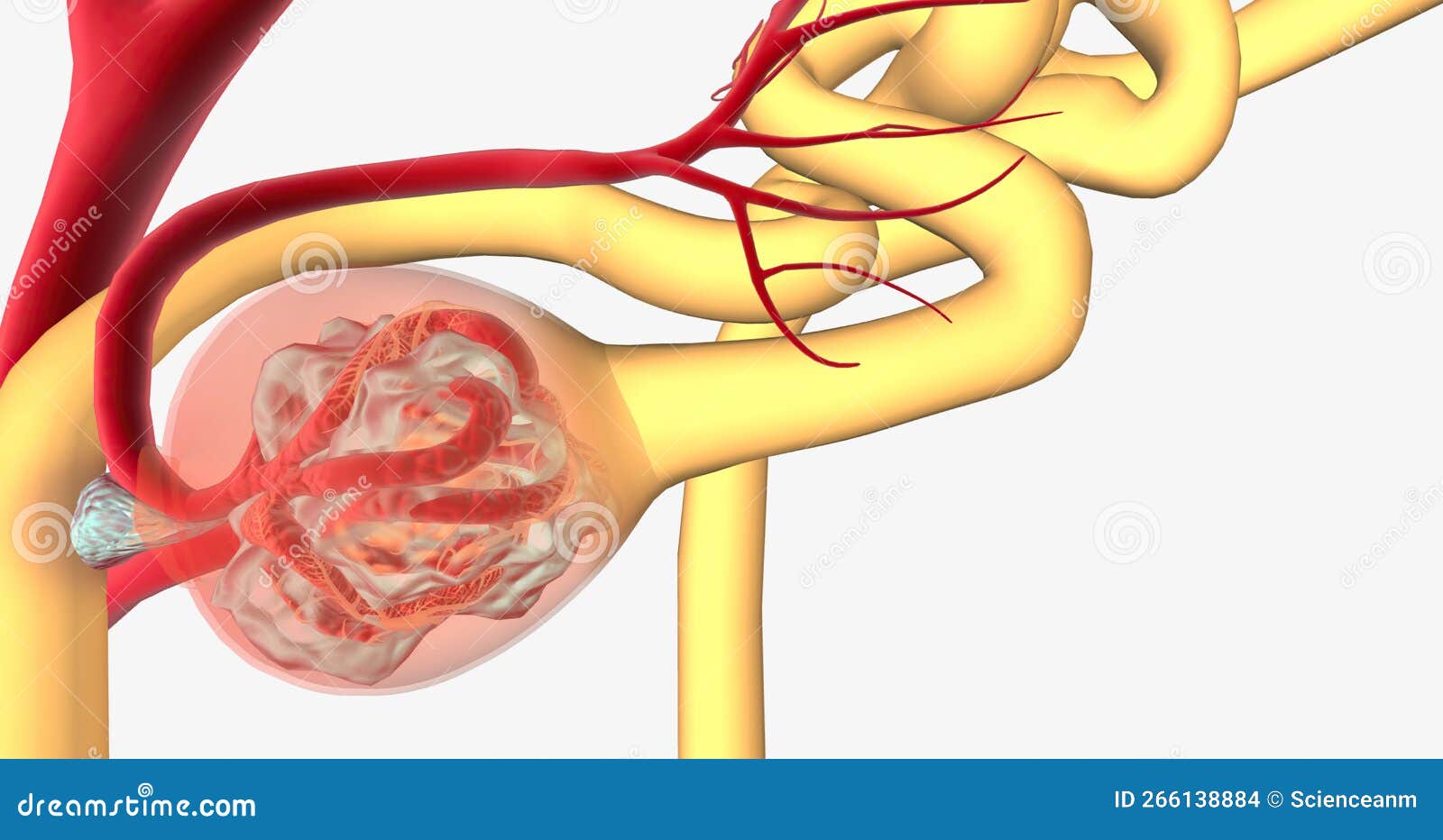 Glomerulonephritis Is A Group Of Renal Conditions Characterized By