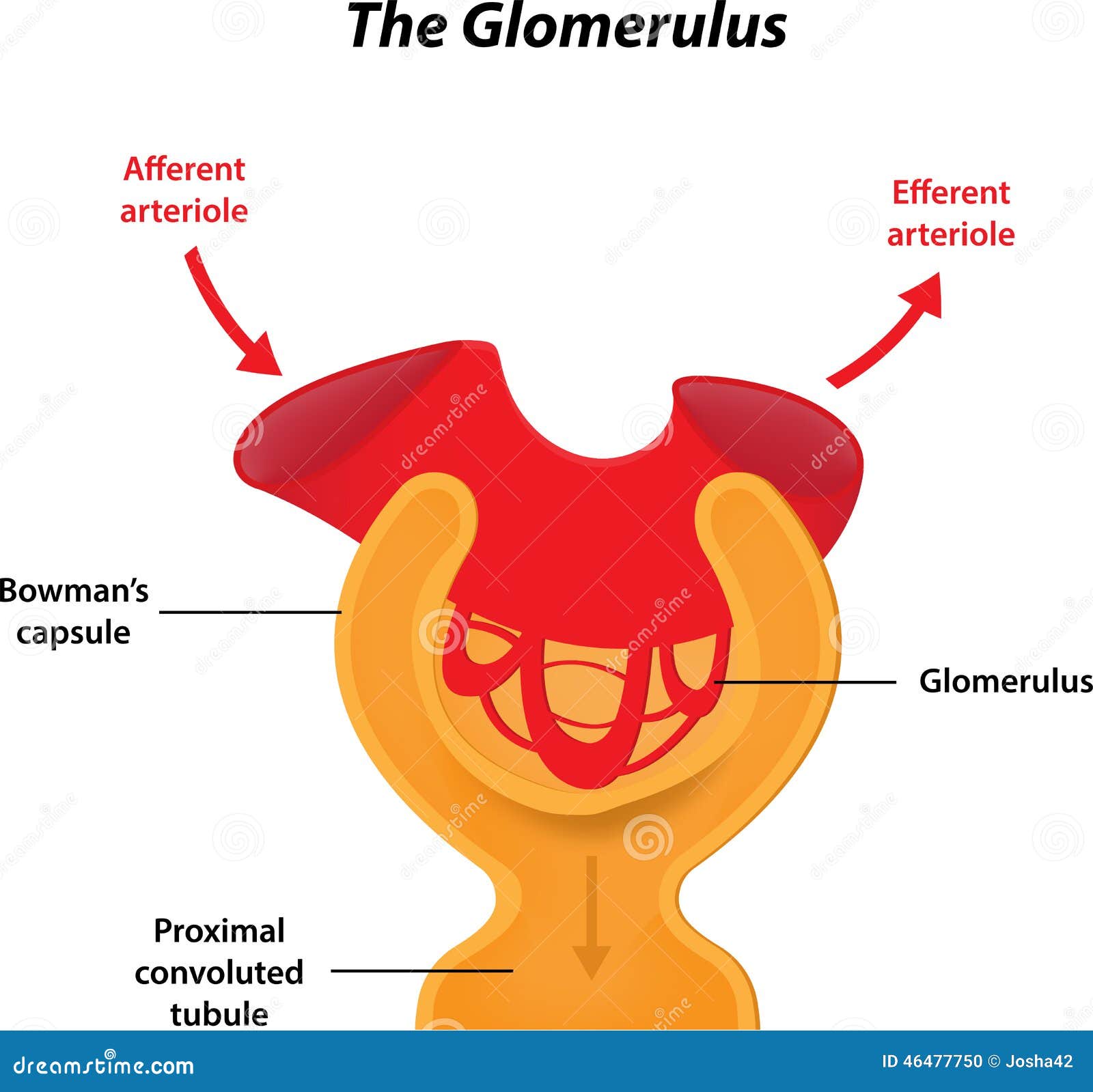 Glomerulus Stock Photography | CartoonDealer.com #84225014