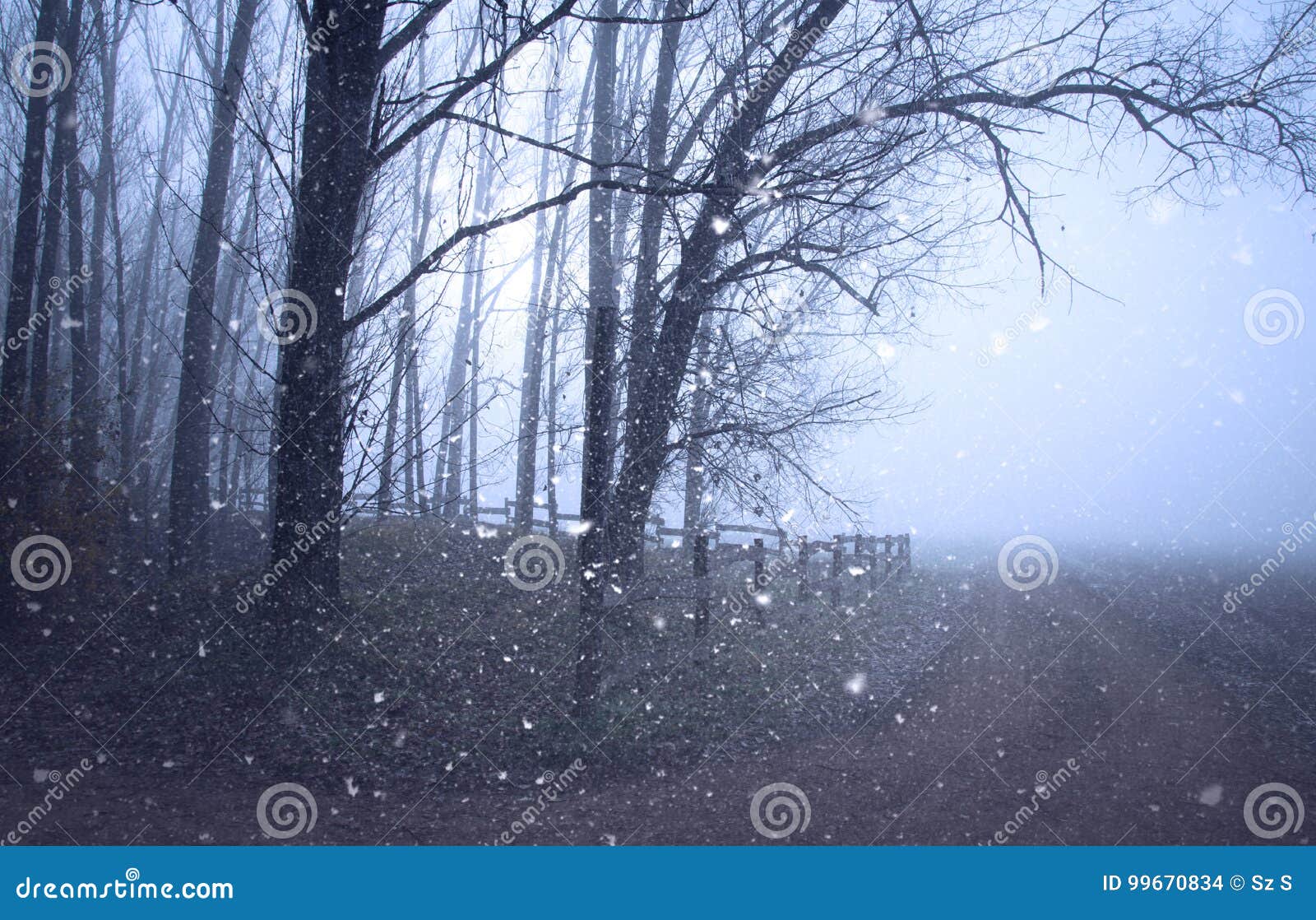 Gloomy Mood In The Forest Stock Photo Image Of Midnight 99670834
