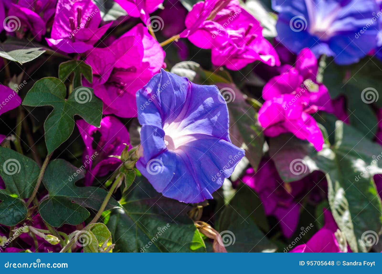 Gloria di mattina. La fioritura blu viola di ipomea in un fondo del rosa luminoso Bourganvilla di fuschia fiorisce
