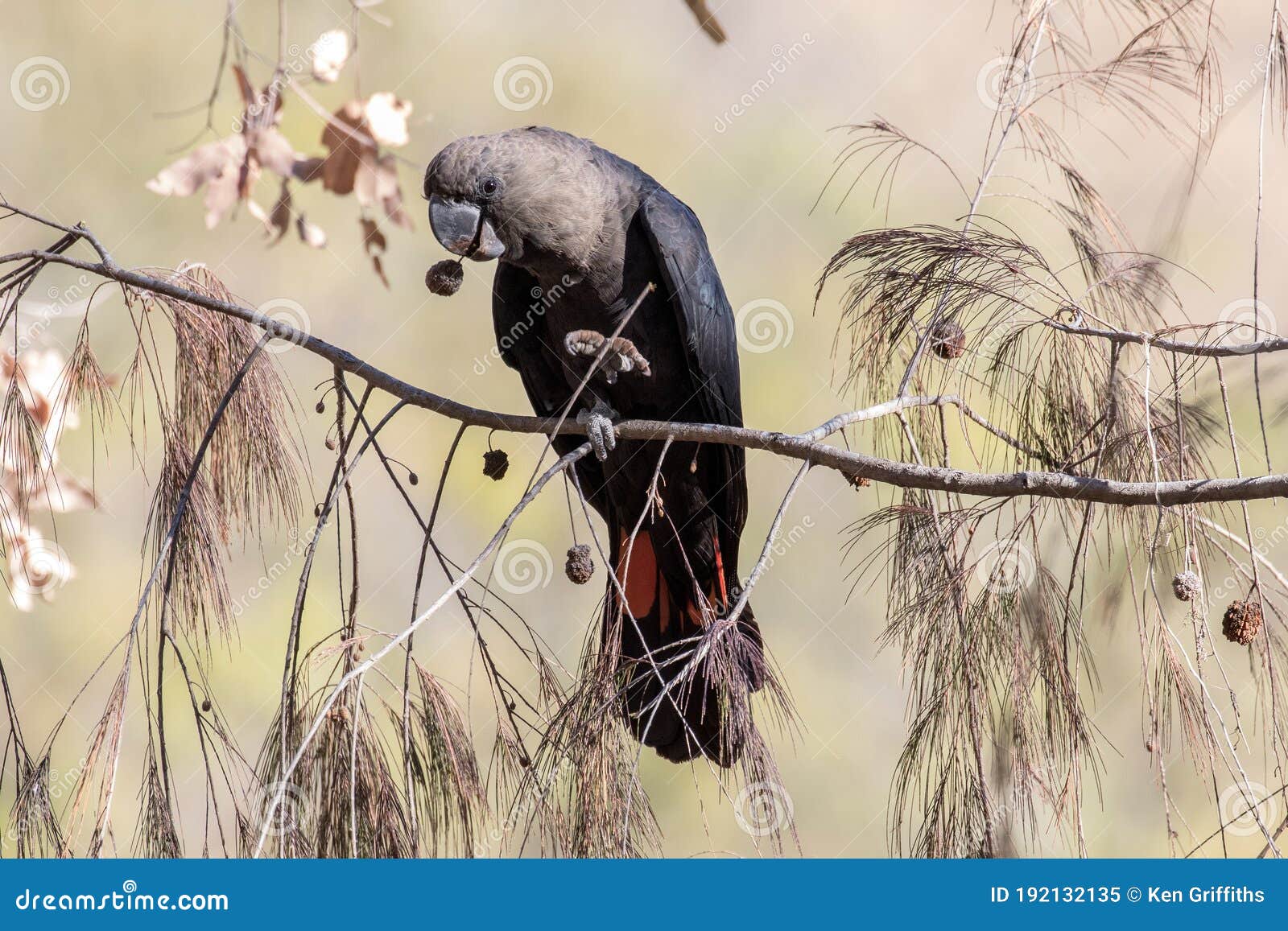 glossy black cockatoo