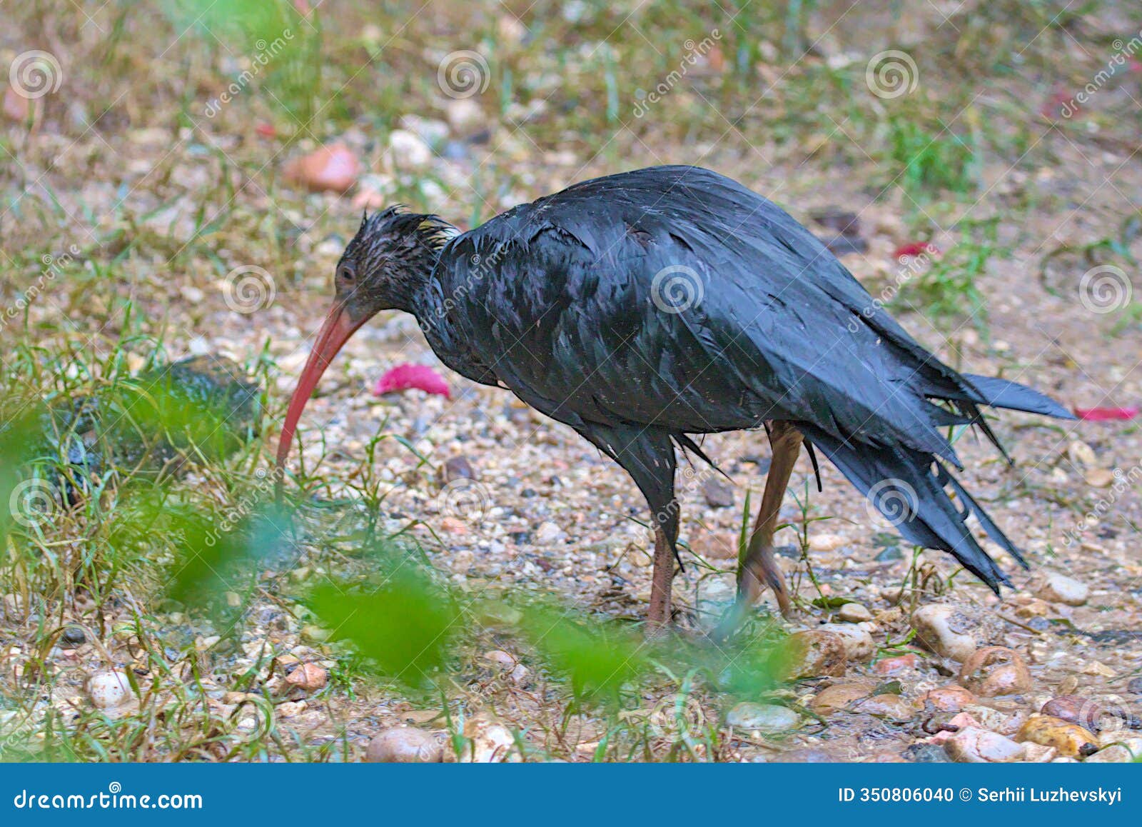 a glossy black ibis searches for food on a wet, pebbled ground.