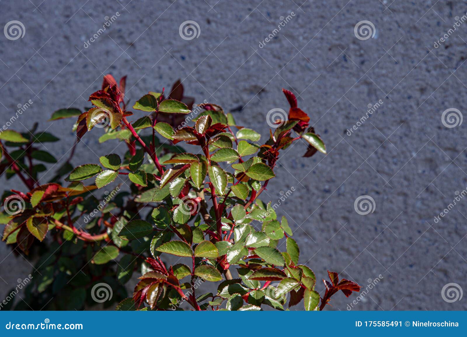 Young Natural Red Bush