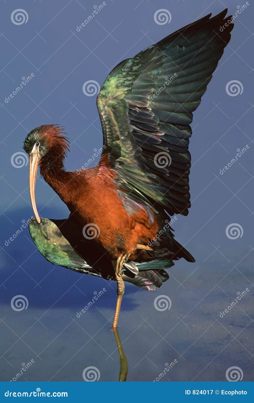 glossy ibis