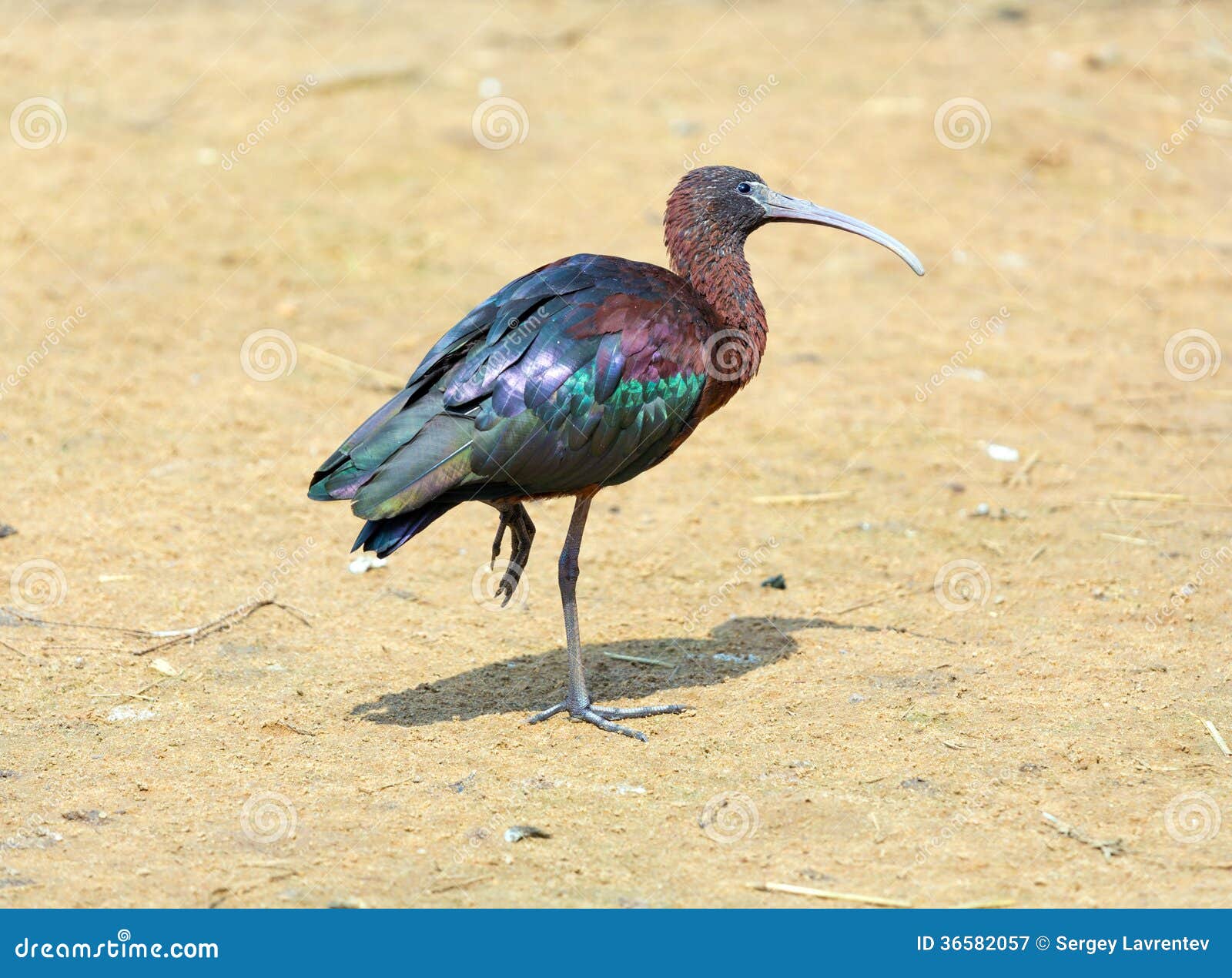 glossy ibis (plegadis falcinellus)