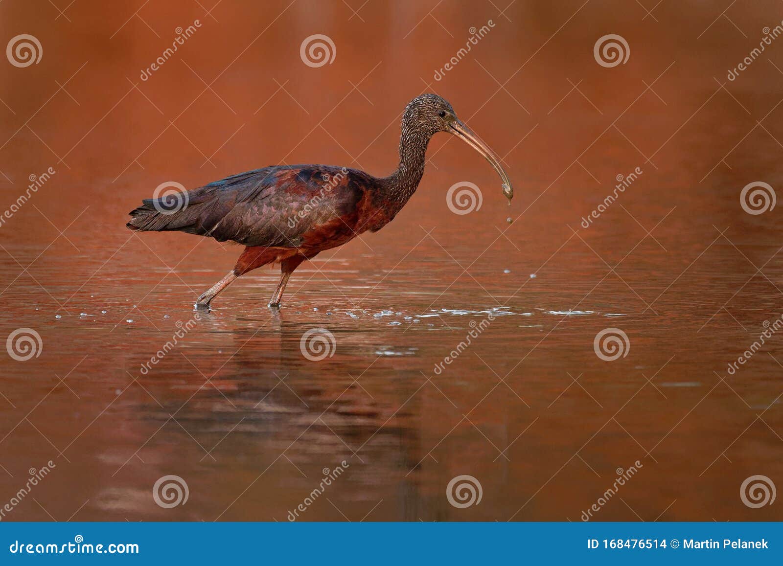 Glossy Ibis - Plegadis falcinellus é um pássaro perambulante na família dos ibis Threskiornithidae, ave-da-costa com bico longo n. Ibis brilhante - Plegadis falcinellus é um pássaro perambulante na família dos íbios Threskiornithidae, ave-da-costa com bico longo na água, fundo vermelho durante o pôr do sol africano