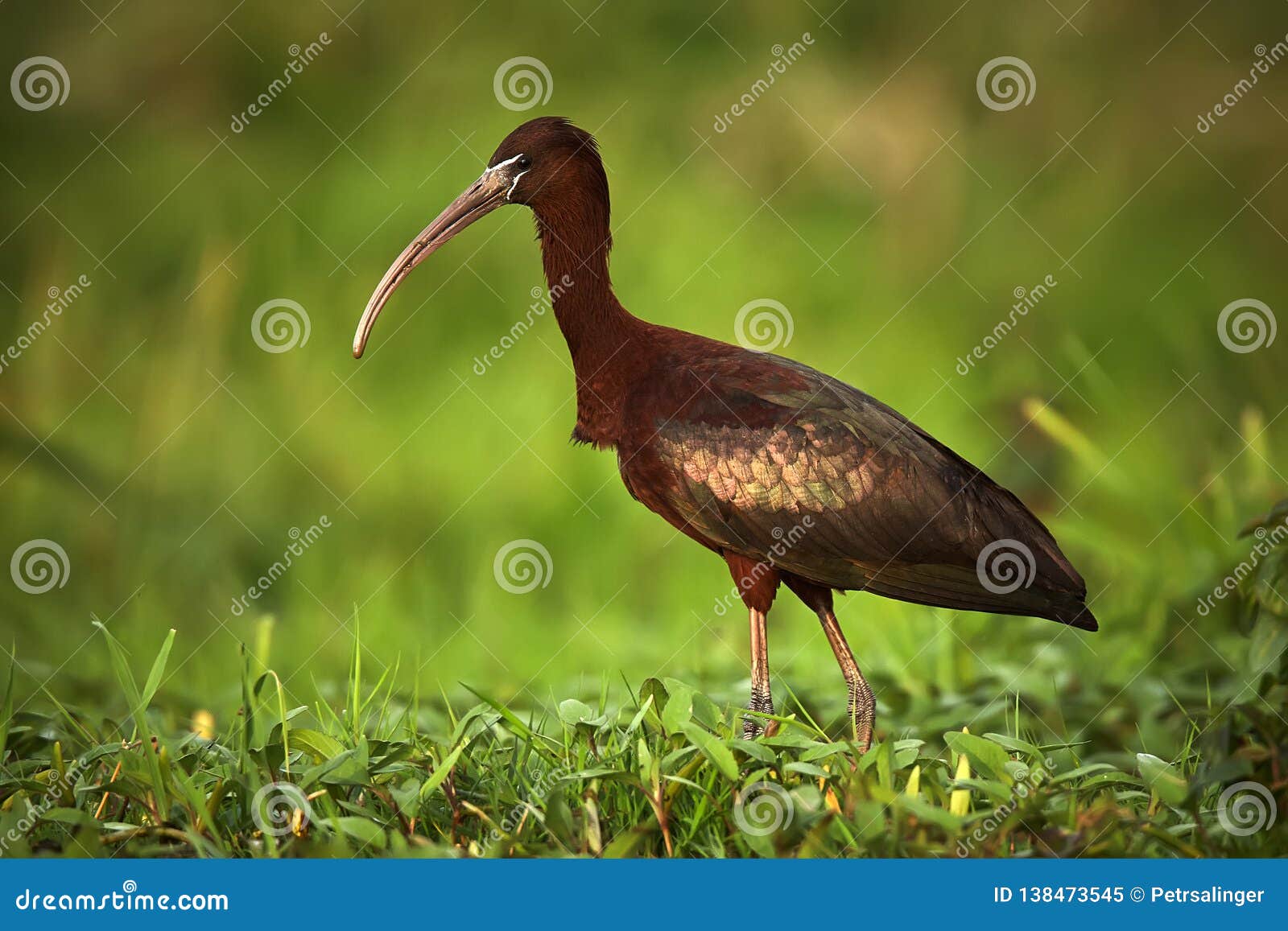 glossy ibis plegado falcinellus in beautiful light. bird in natural habitat. wildlife scene from danube delta