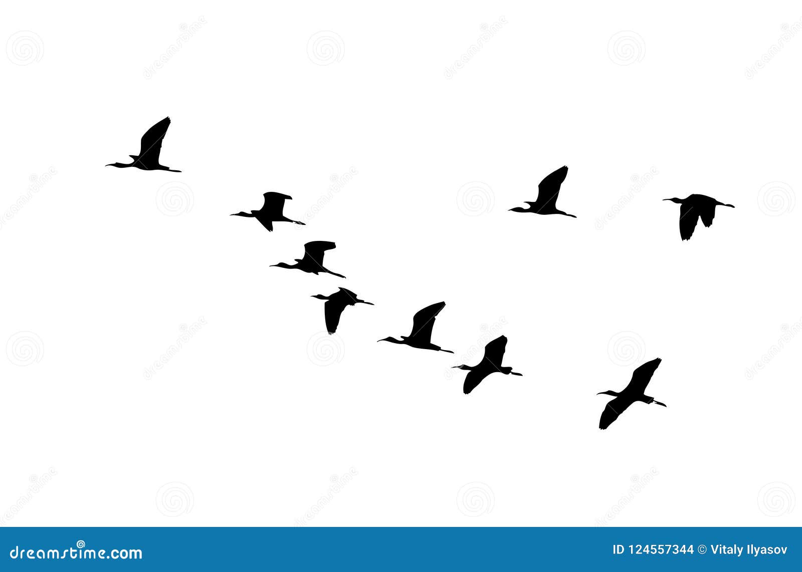 glossy ibis wedge in flight.  silhouette a flock of birds
