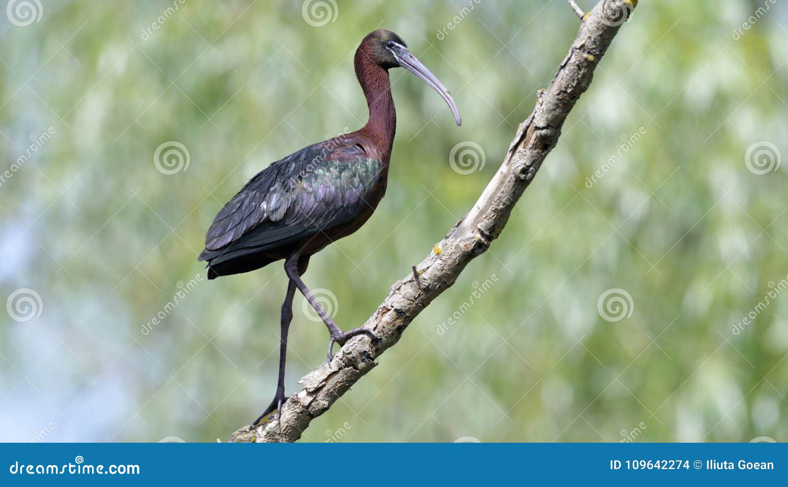 glossy ibis & x28;plegado falcinellus& x29;