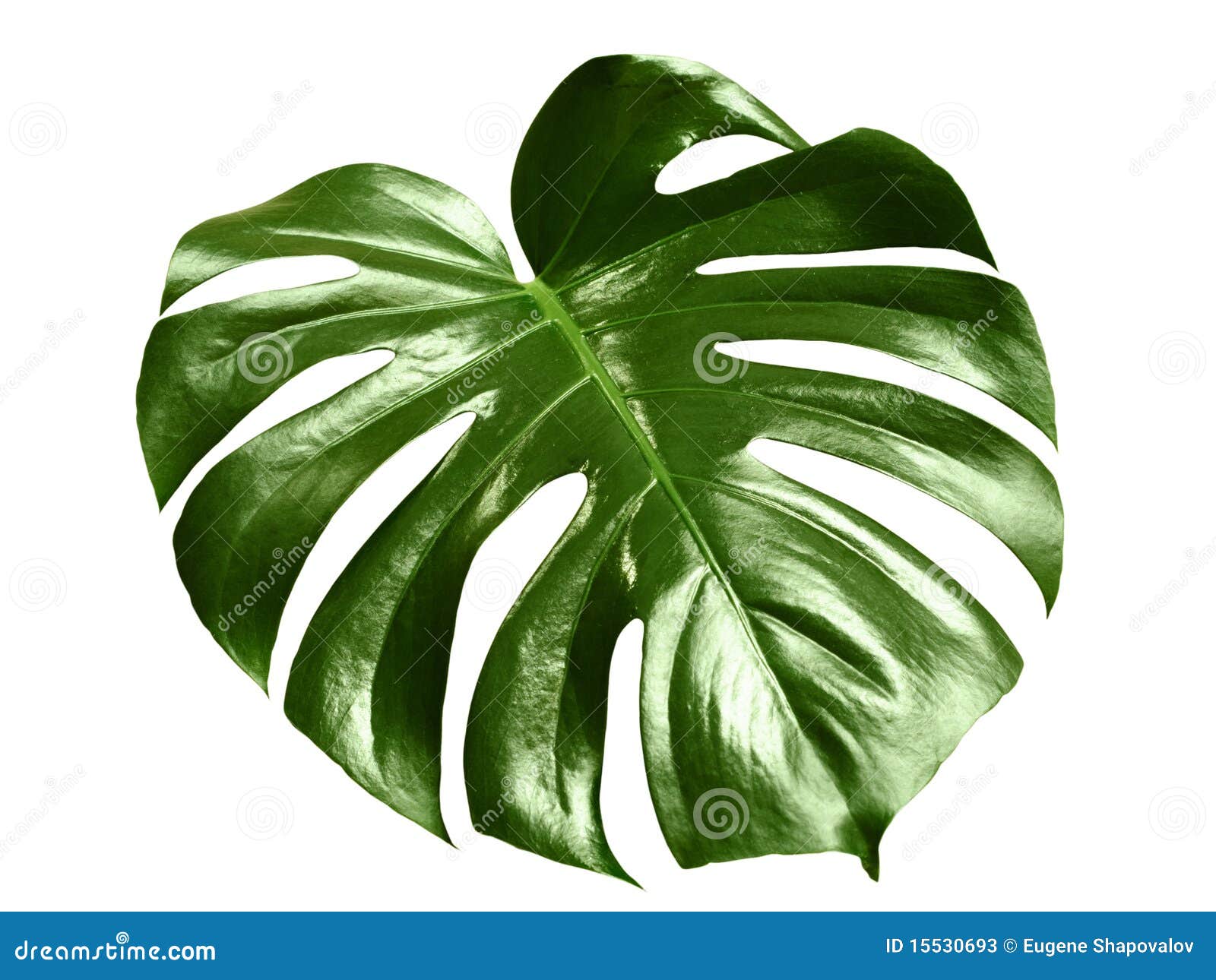 glossy monstera leaf