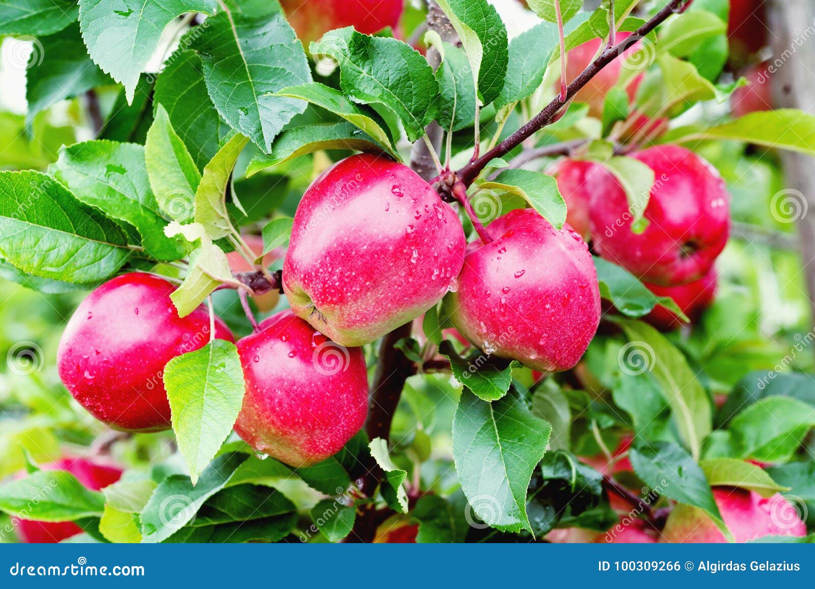 Gloster Apple Tree Branch With Apple After Rain Stock Gloster Apple Tree Branch With Apple After Rain Stock