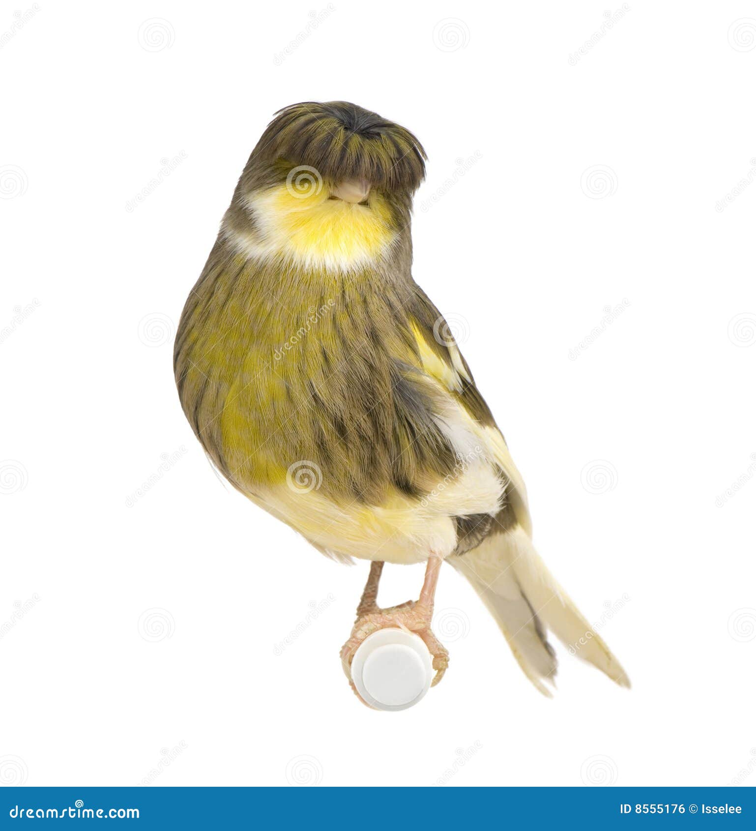 Gloster Corona Canary Serinus Canaria Stock Photo Image of animals