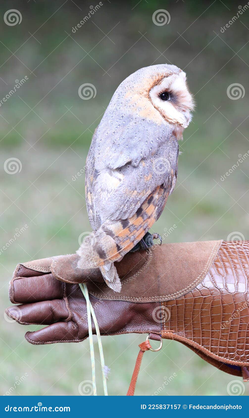 Glove of Falconer Holding a Barn Owl Stock Image Image of hawkish
