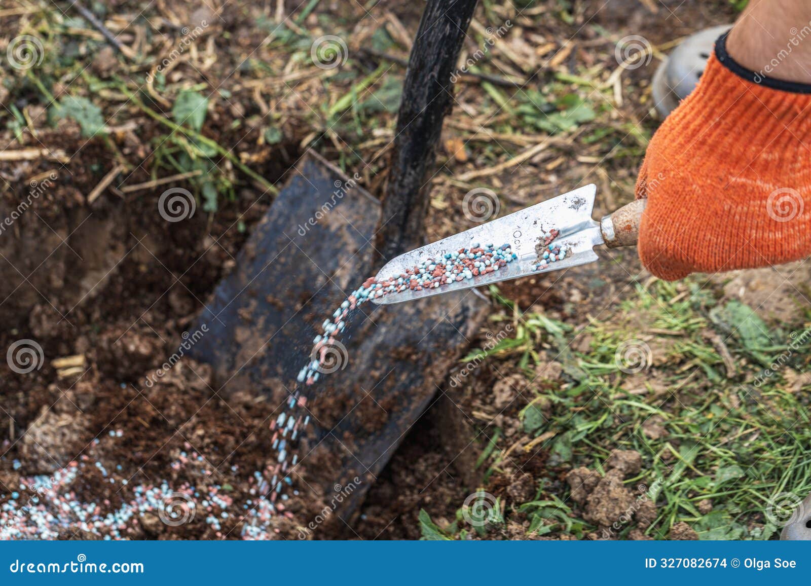 a gloved hand holds a shovel and fertilizes the ground before planting, autumn