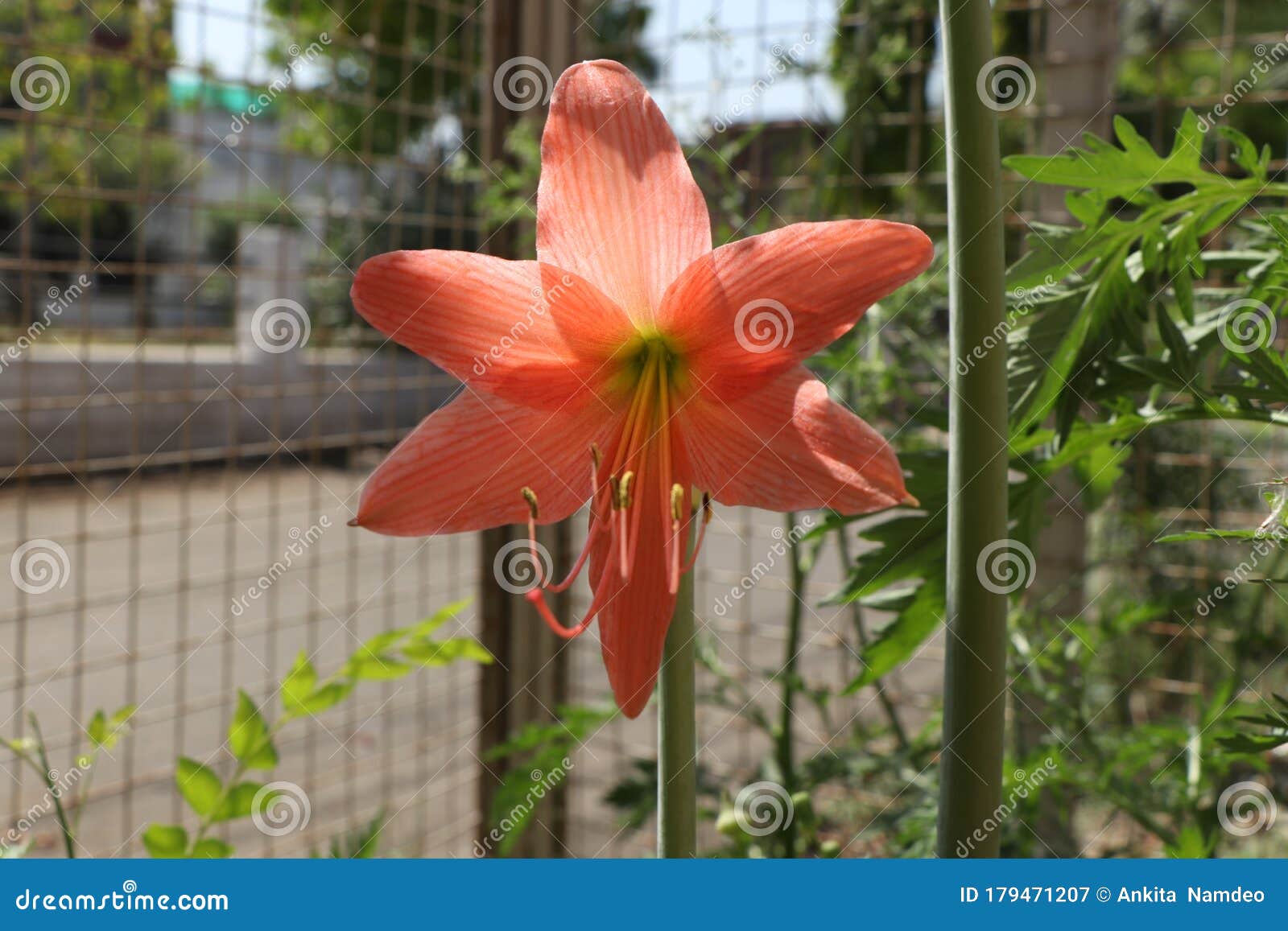 Glow Sunshine Orange Flower Bloom in Spring Stock Image Image of