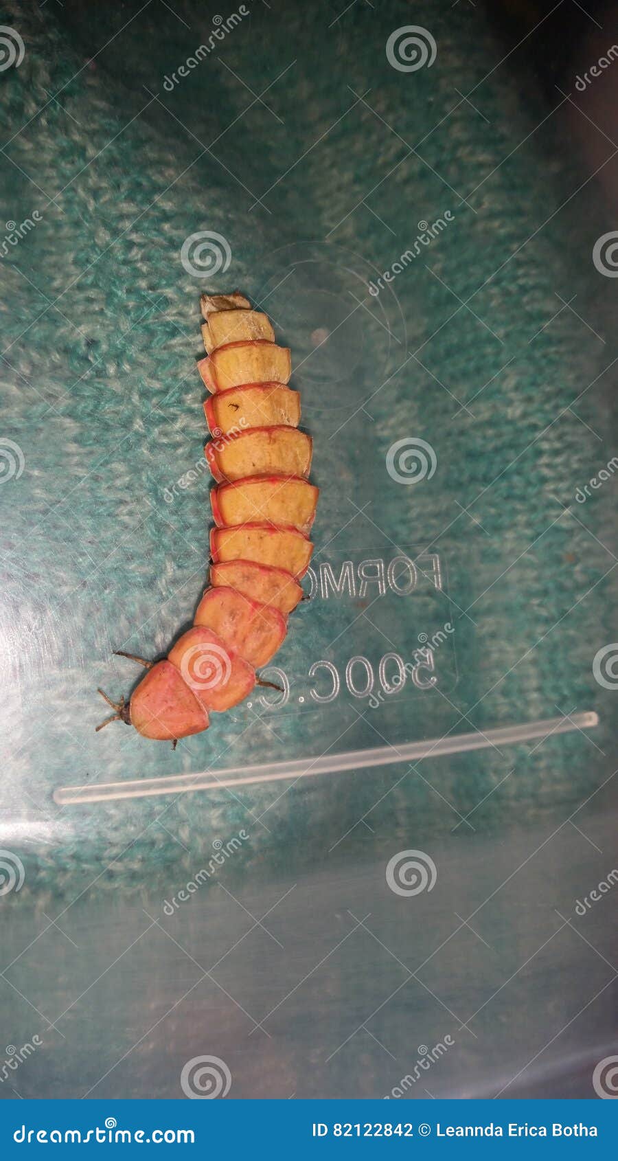 download glow worm download glow worm