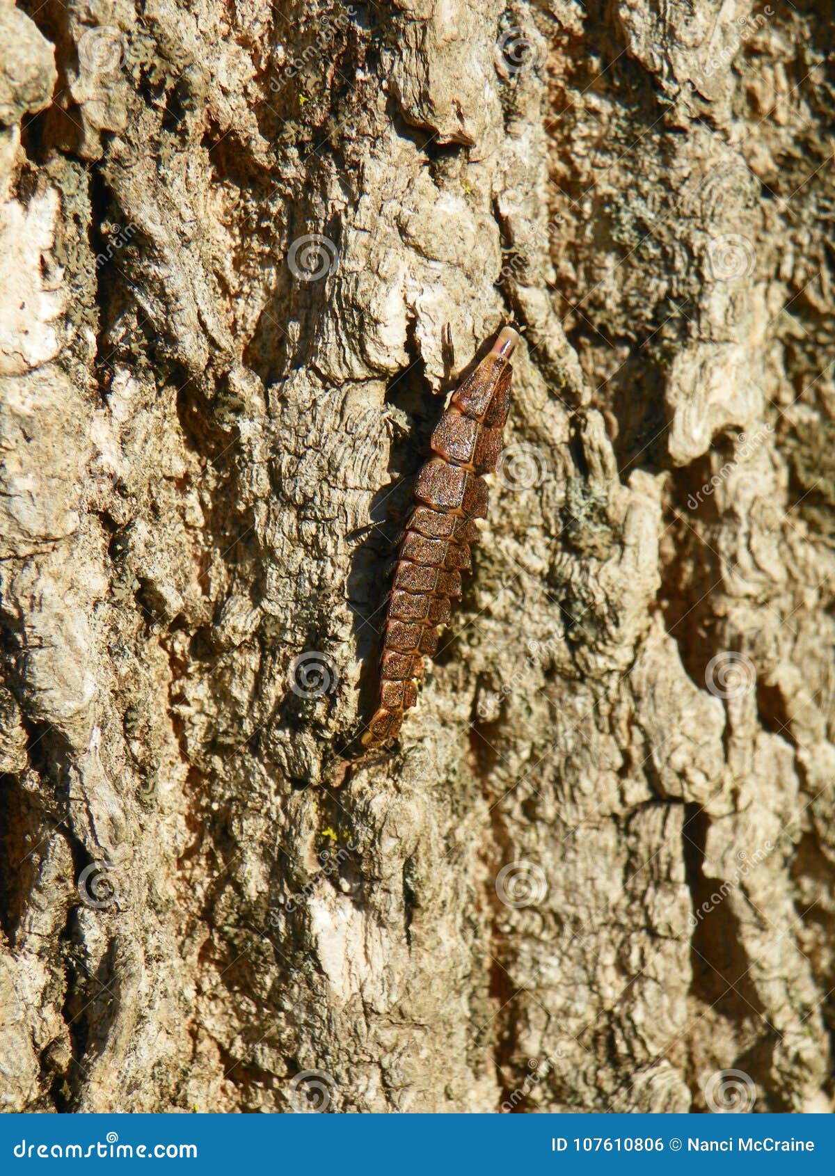 glow worm segmented larva of the firefly beetle