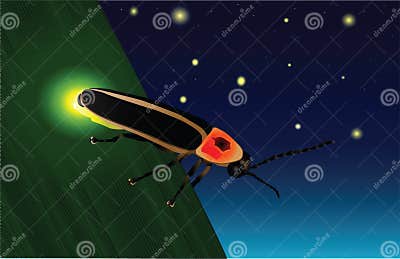 Glowing Firefly Stock Vector. Illustration Of Ritual - 20197654