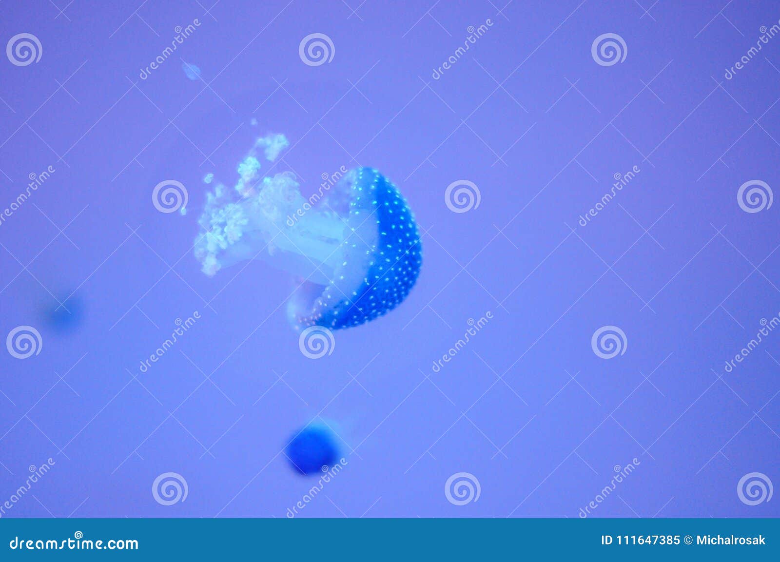 glowing jellyfish swimming in the aquarium tank with other medusas. magic coral reef wildlife. blue background