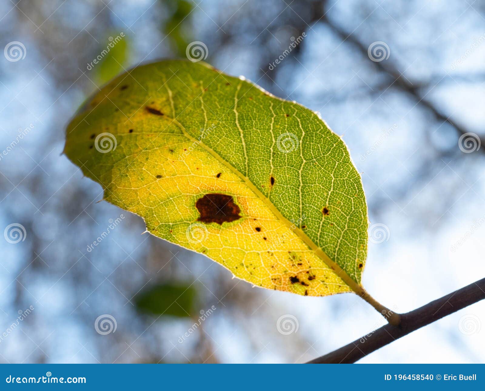 Glowing Leaf Change of Seasons Detail Shot Stock Photo Image of