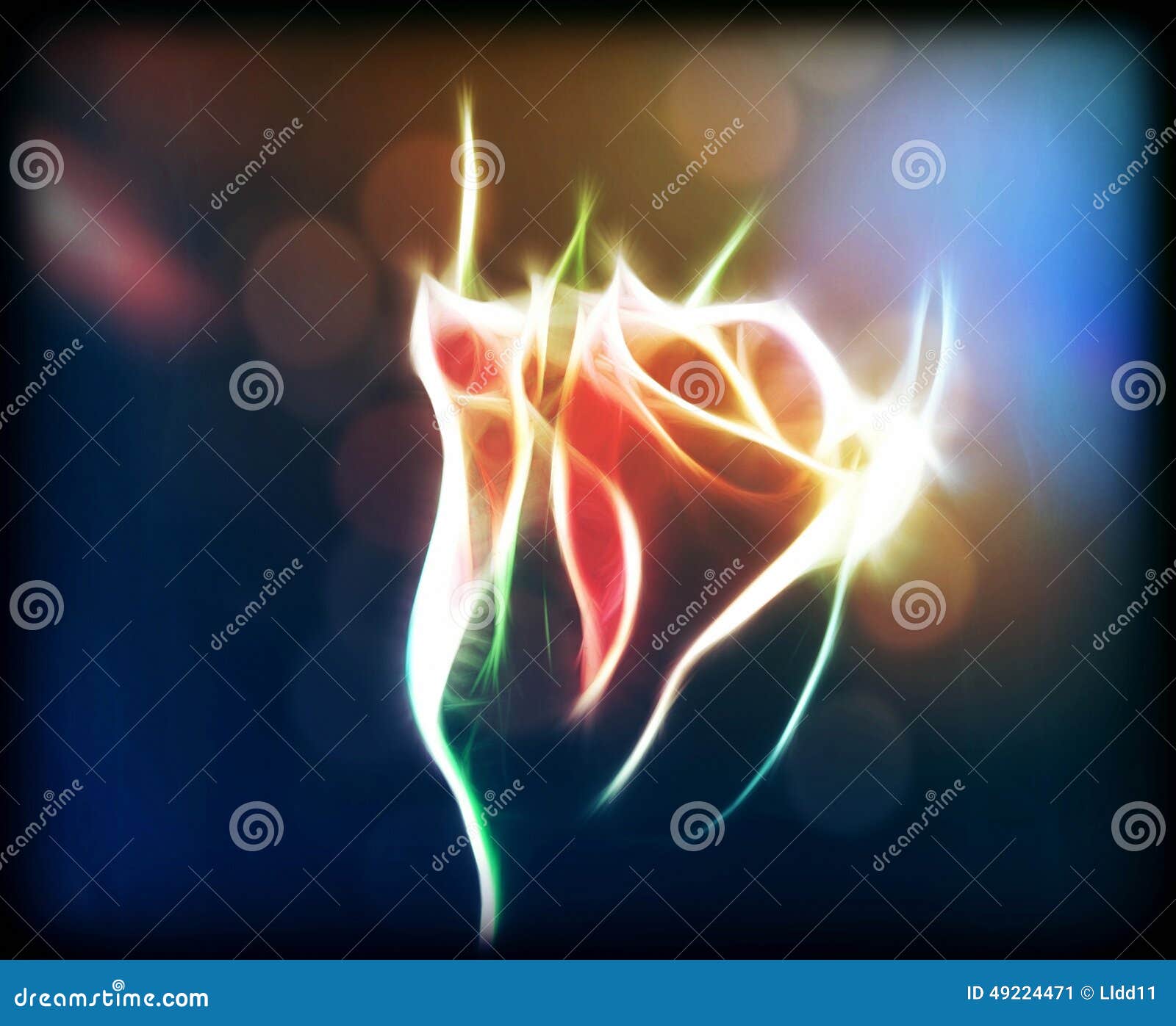 Glowing Rose flower stock image. Image of lights, floral - 49224471