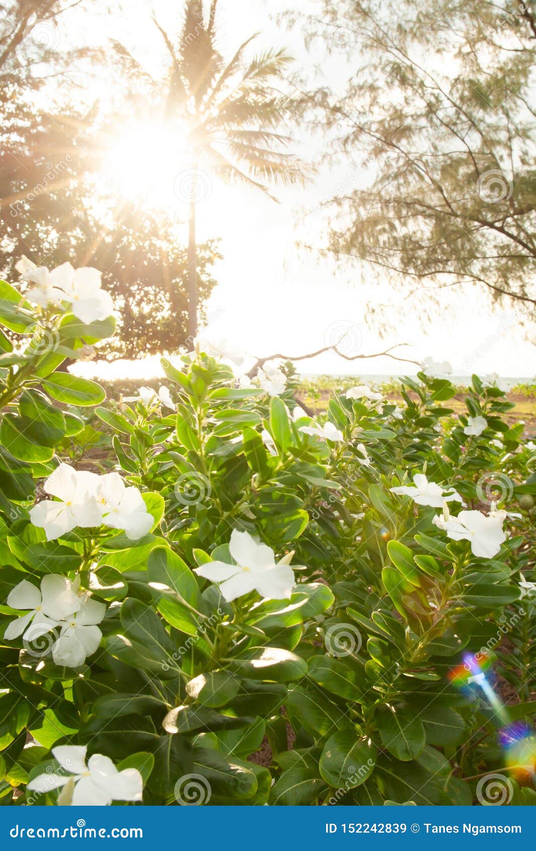 Glowing Sunset Shining Through Palm Tree On White Flowers Field At