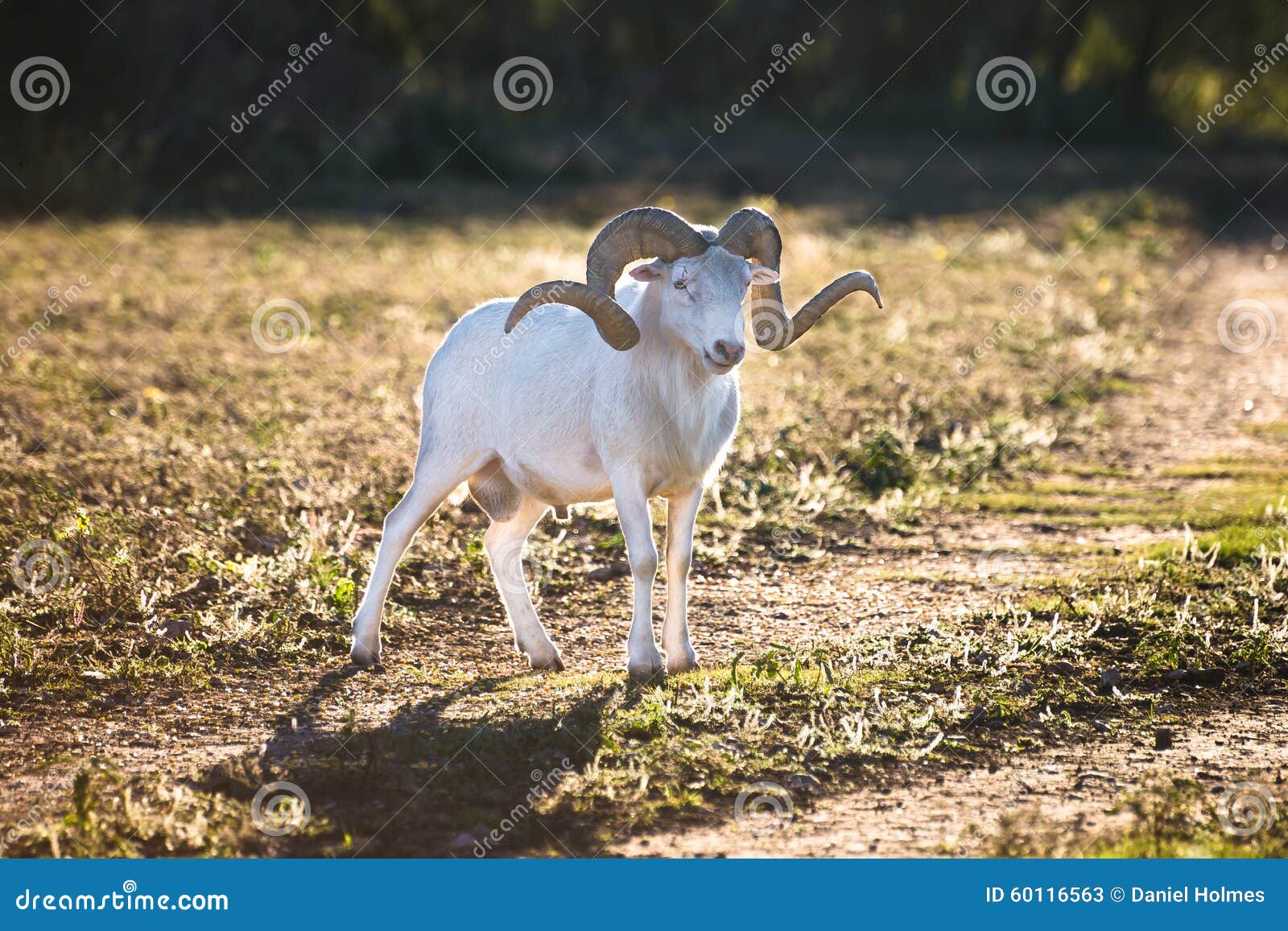 Glowing Texas Dall Ram stock image. Image of national 60116563