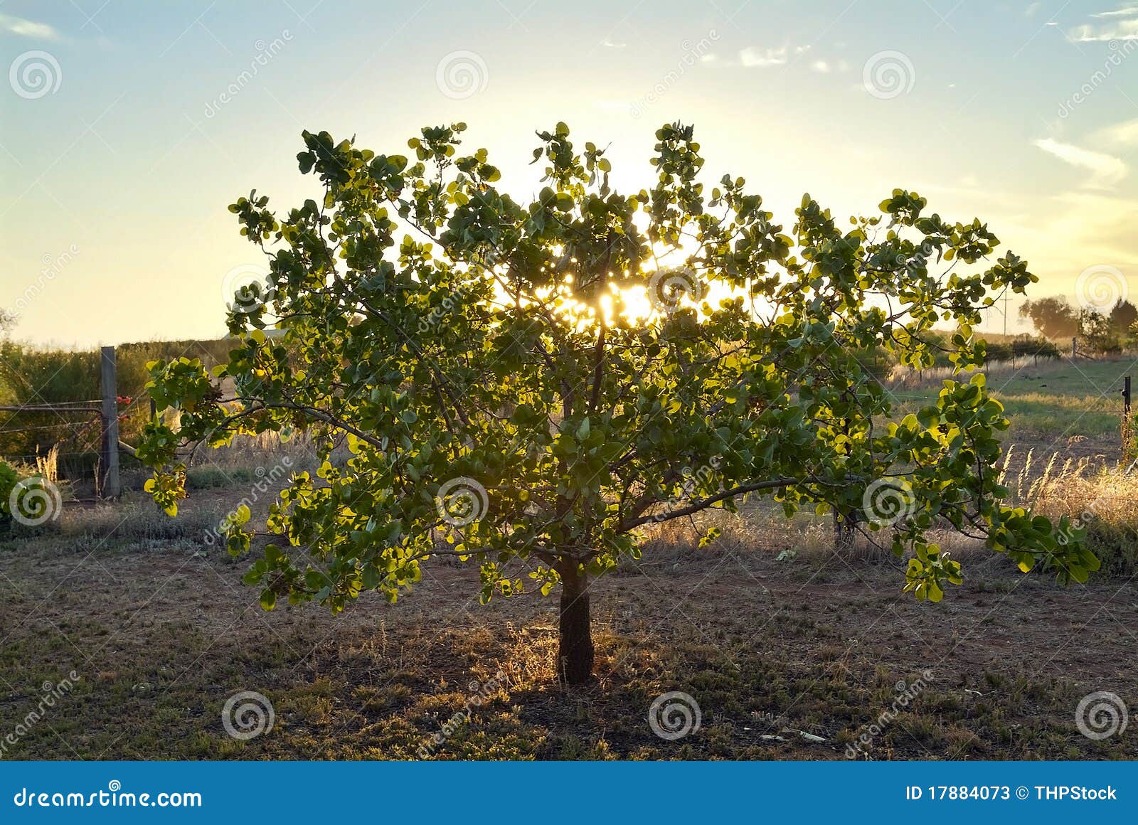 Glowing Tree stock image. Image of grass, birth, born 17884073