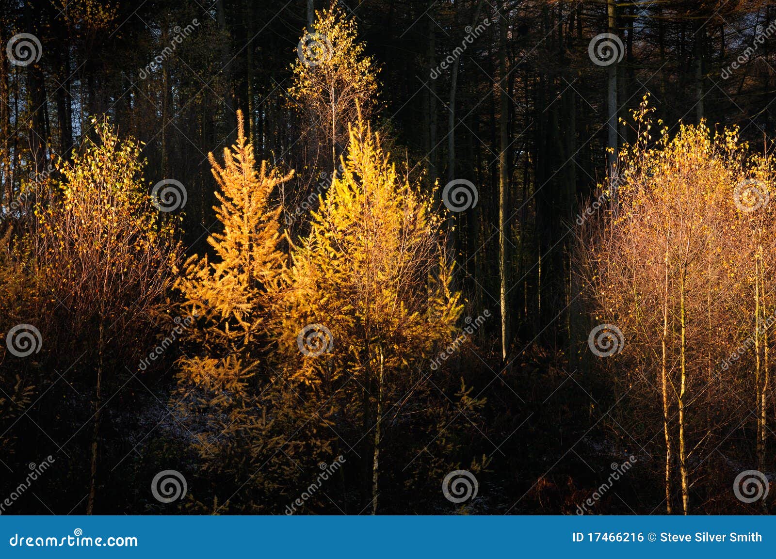 Glowing trees stock photo. Image of yellow, newcastle 17466216