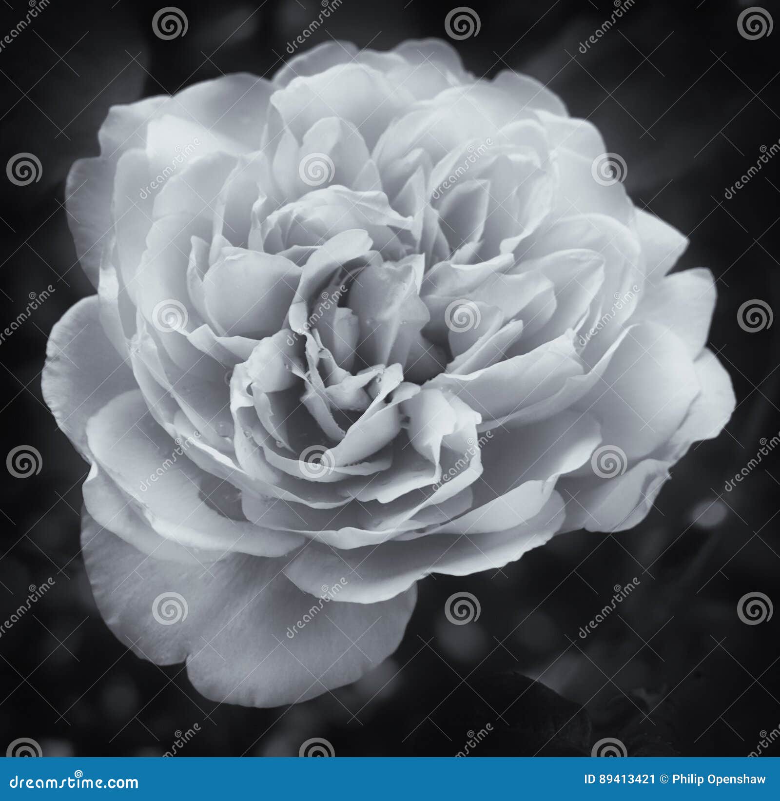 Glowing White Rose on Black Stock Image Image of affectionate
