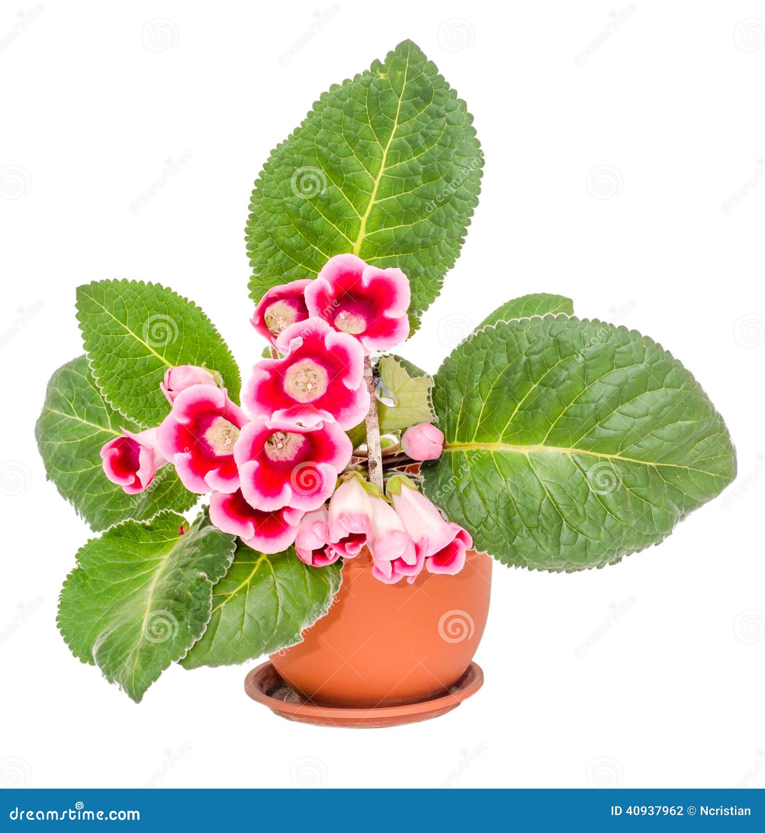 Gloxinia Cor-de-rosa-roxo, Flor Do Speciosa Do Sinningia Foto de Stock -  Imagem de folhas, beleza: 40937962