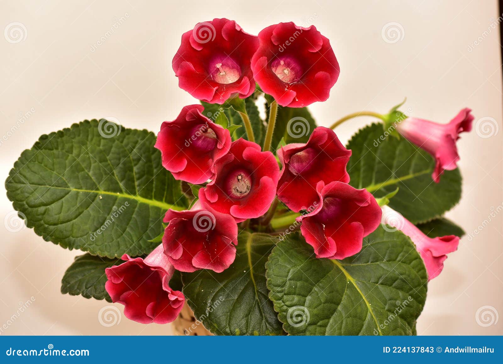 Gloxinia Plant with Red Flowers in a Flower Pot Stock Image - Image of  gloxinia, leaves: 224137843