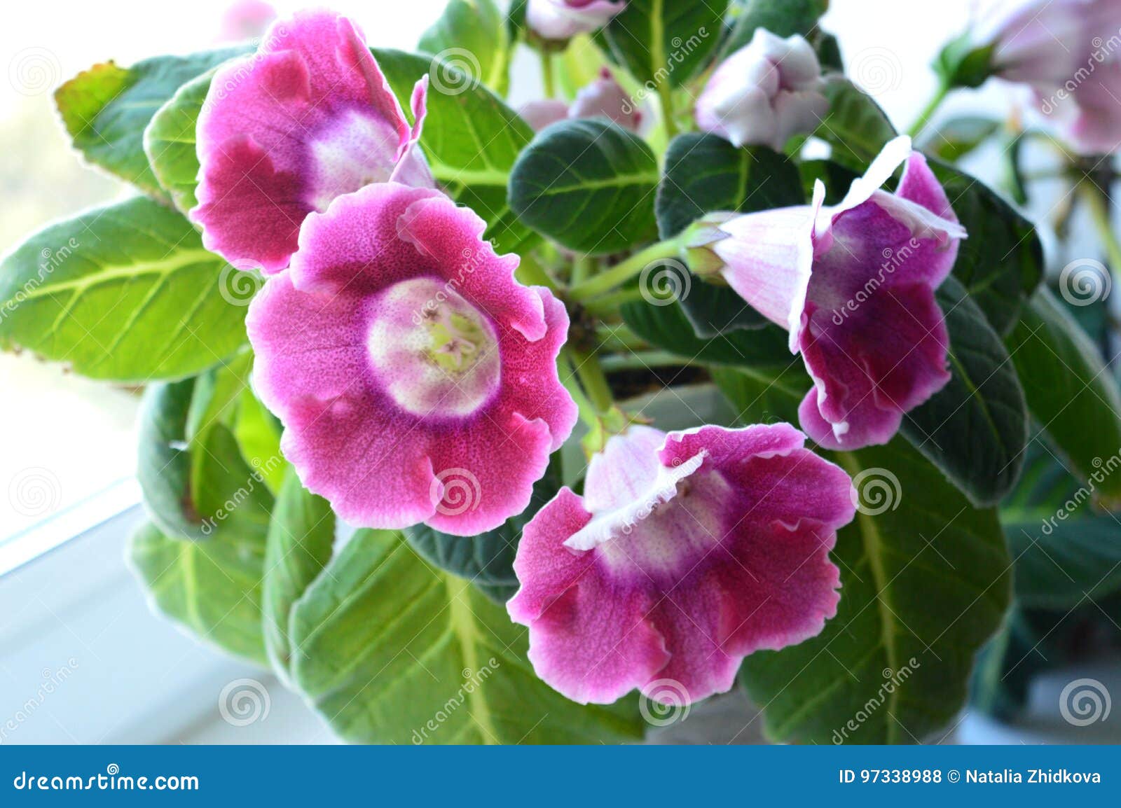 Gloxinia Rosado Floreciente En El Alféizar Foto de archivo - Imagen de  animado, representantes: 97338988