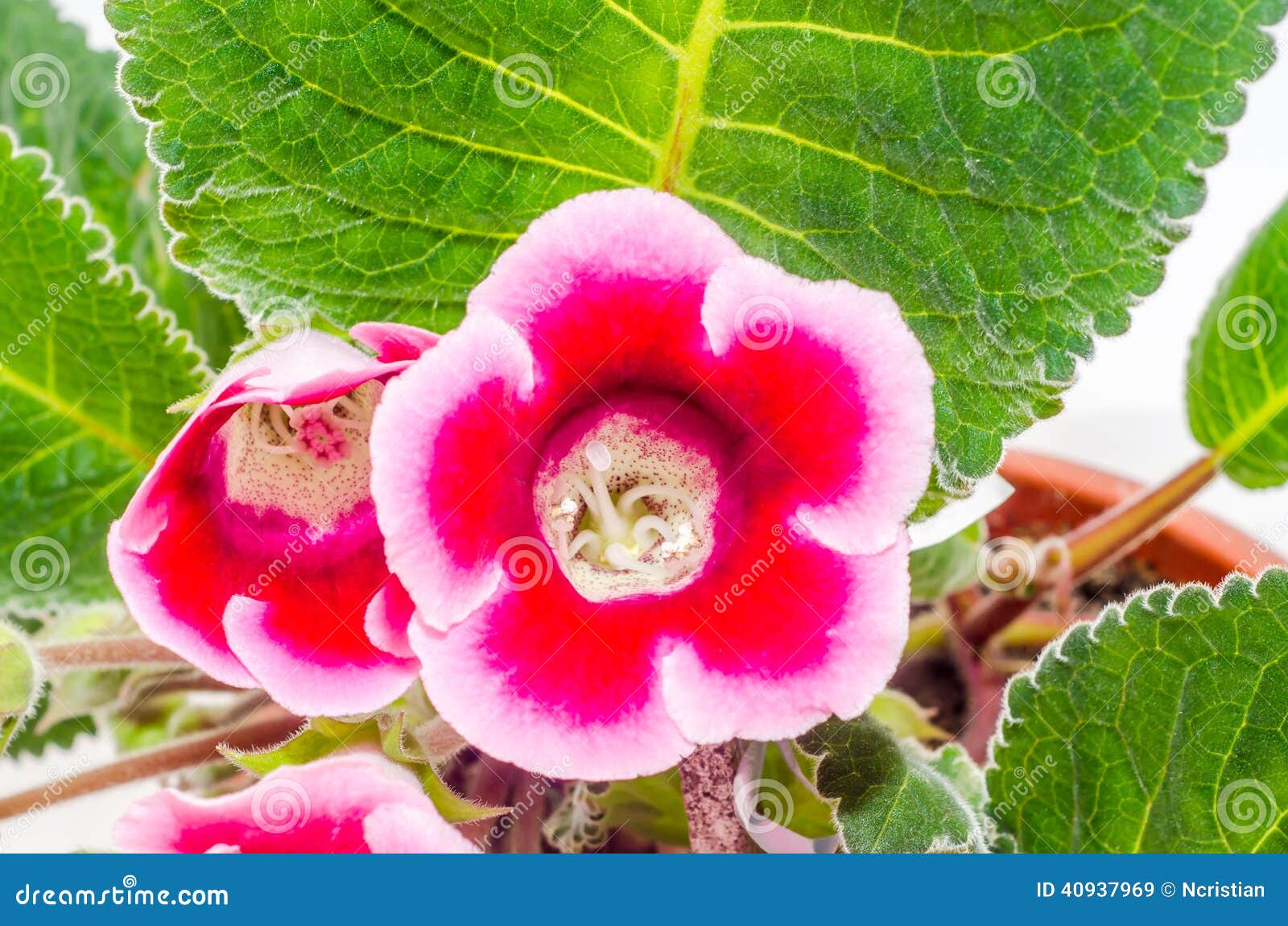 Gloxinia Rosado-púrpura, Flor Del Speciosa Del Sinningia Imagen de archivo  - Imagen de brillante, floral: 40937969