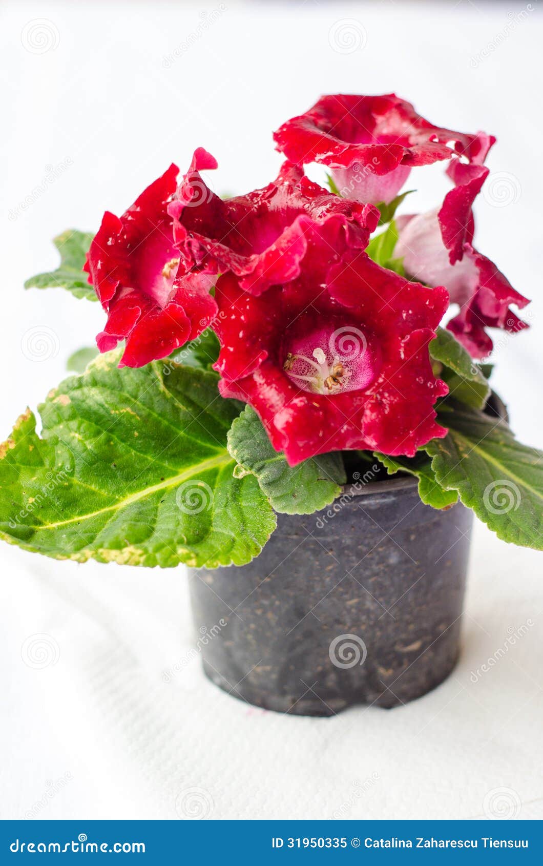 Gloxinia vermelho imagem de stock. Imagem de florescer - 31950335