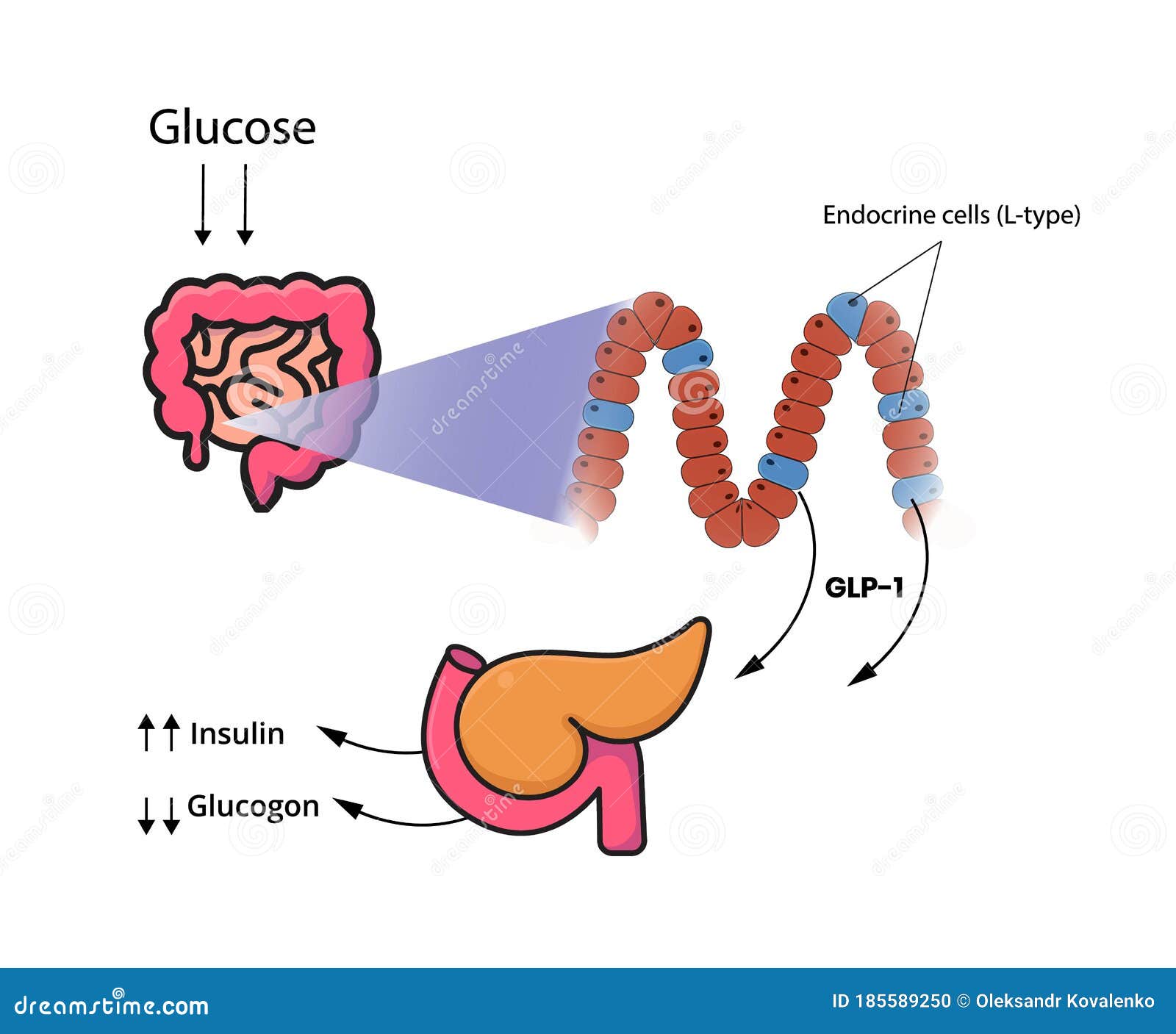 glp-1 release by the cells of the small intestine and colon. l-cells produce glucagon-like peptide in response to glucose