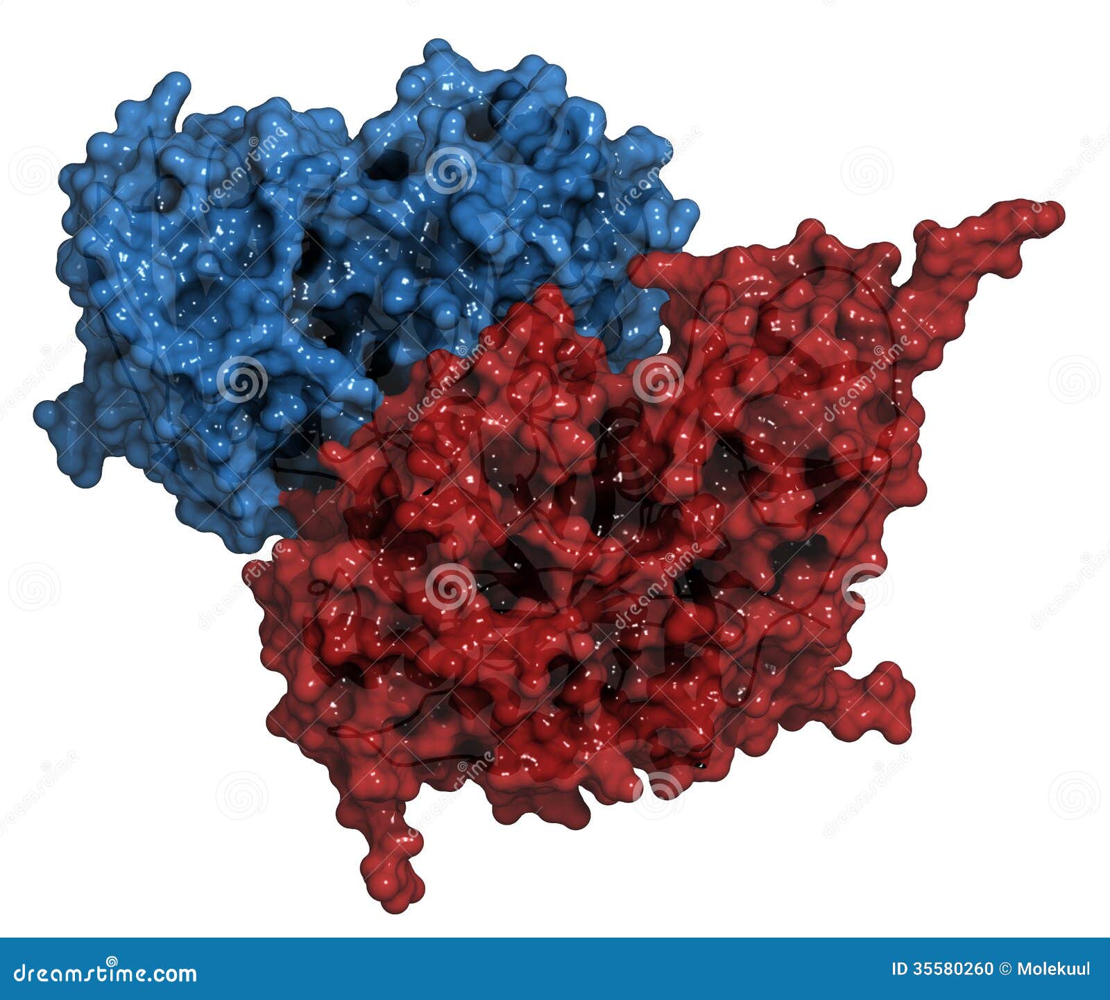 download green fluorescent protein