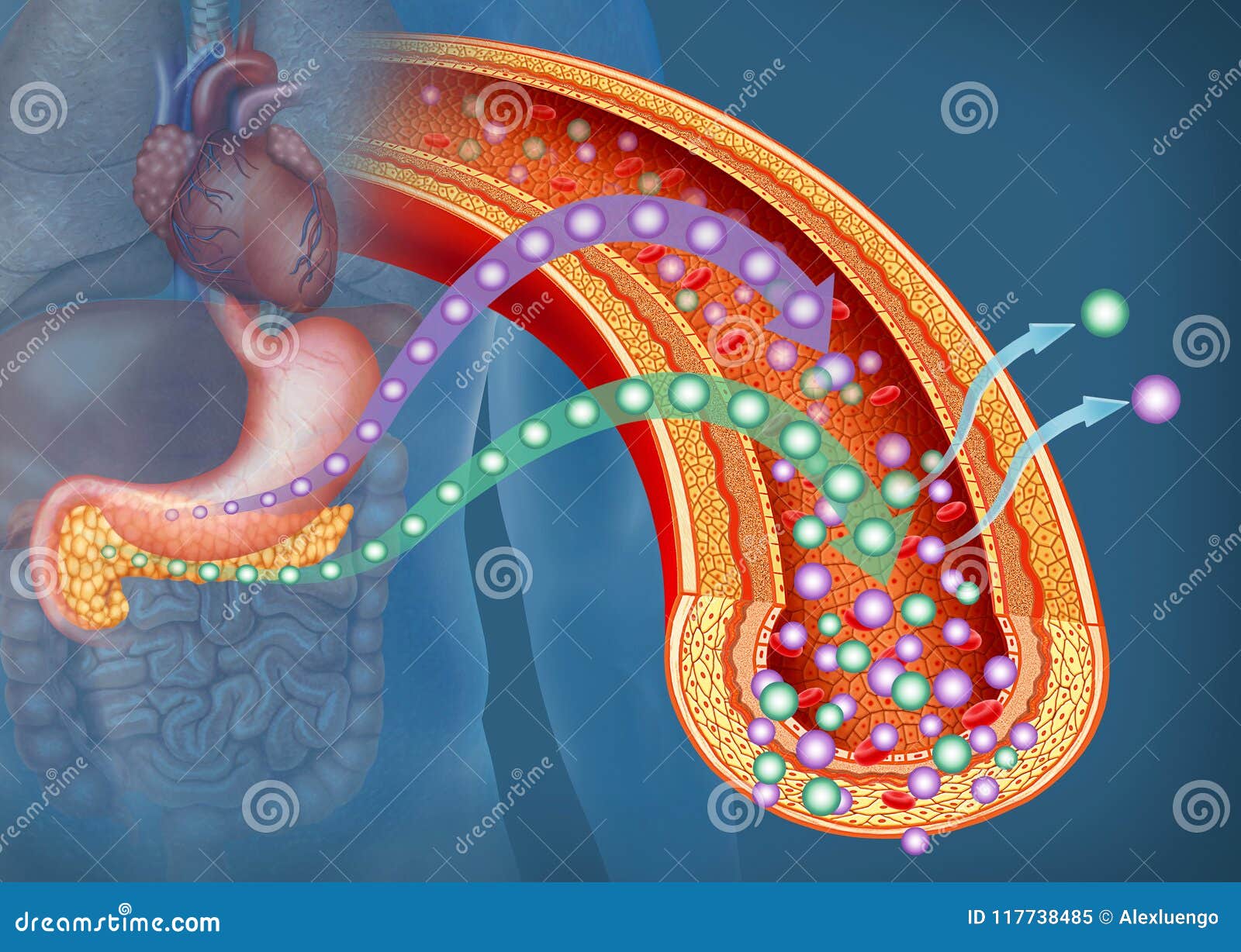 Lo Sono L Insulina Ed Il Cortisone Glucosio Ed Insulina in Diabete, Illustrazione Descrittiva